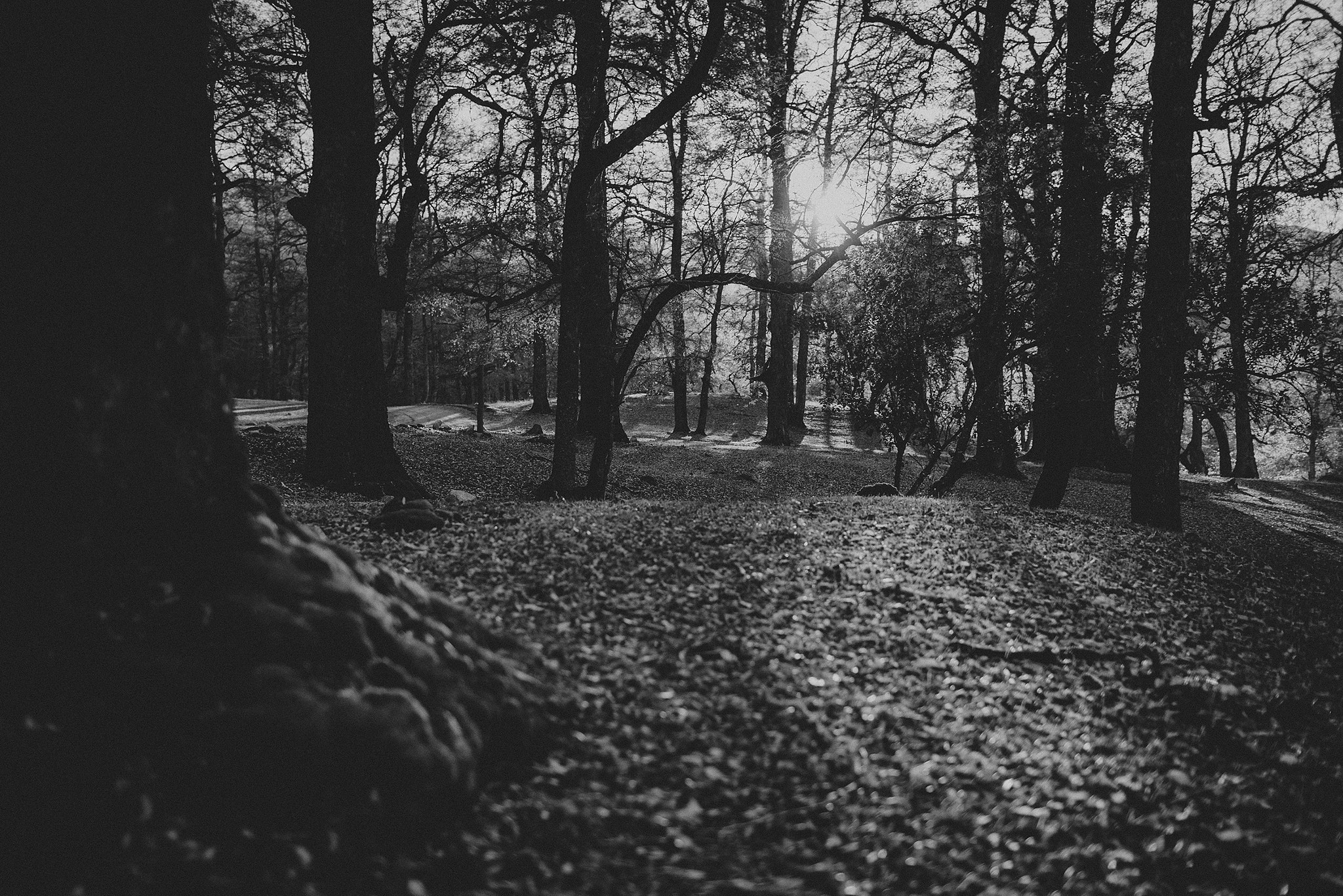 Canon EOS-1D X + Canon EF 35mm F1.4L USM sample photo. Atardecer en el bosque photography