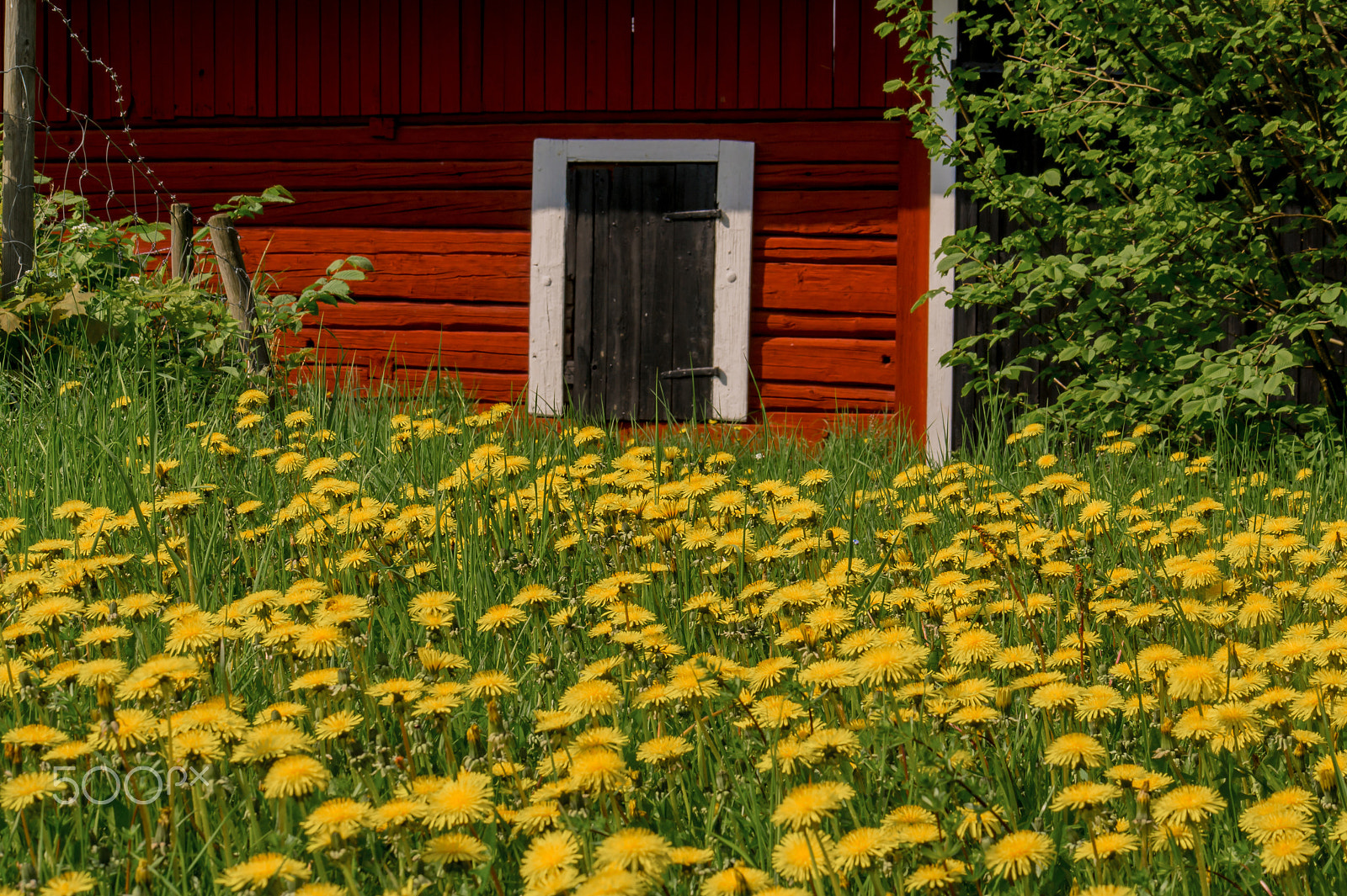 Samsung NX 50-200mm F4-5.6 ED OIS sample photo. Dannelions photography