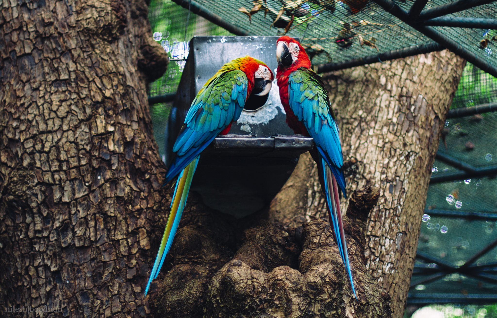 Canon EOS 7D + Canon EF 50mm F1.4 USM sample photo. Parrots couple photography