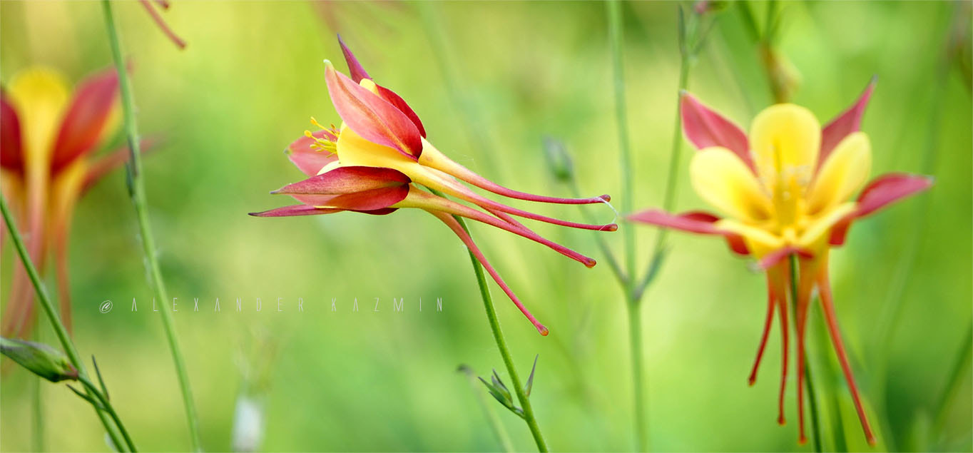 LUMIX G VARIO 45-150/F4.0-5.6 sample photo. Just june25 photography