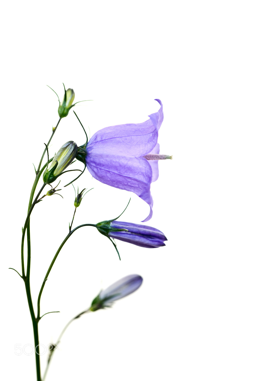 Samsung NX 60mm F2.8 Macro ED OIS SSA sample photo. Harebell photography