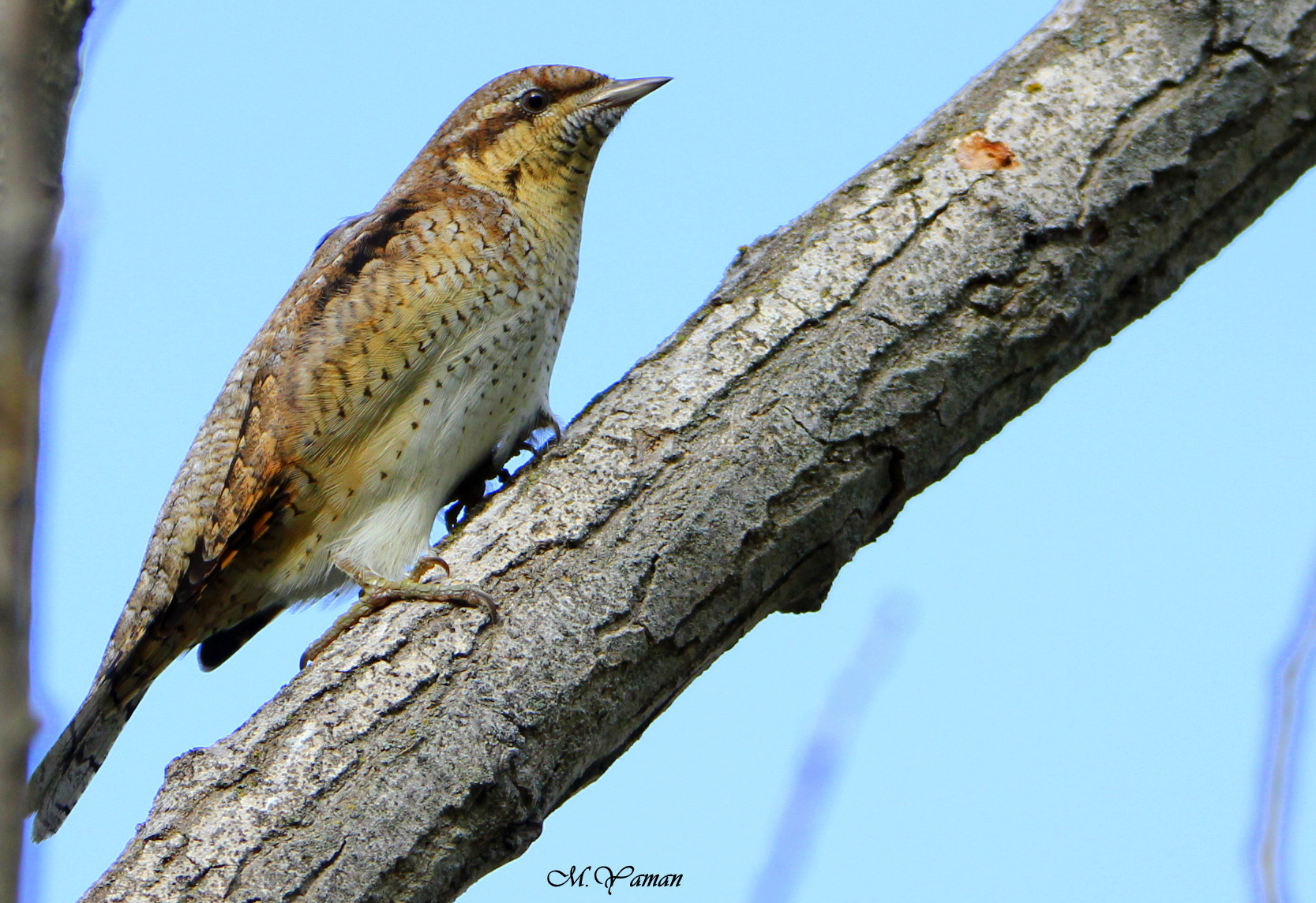 Tamron SP 150-600mm F5-6.3 Di VC USD sample photo. Eurasian wryneck - boyunçeviren photography