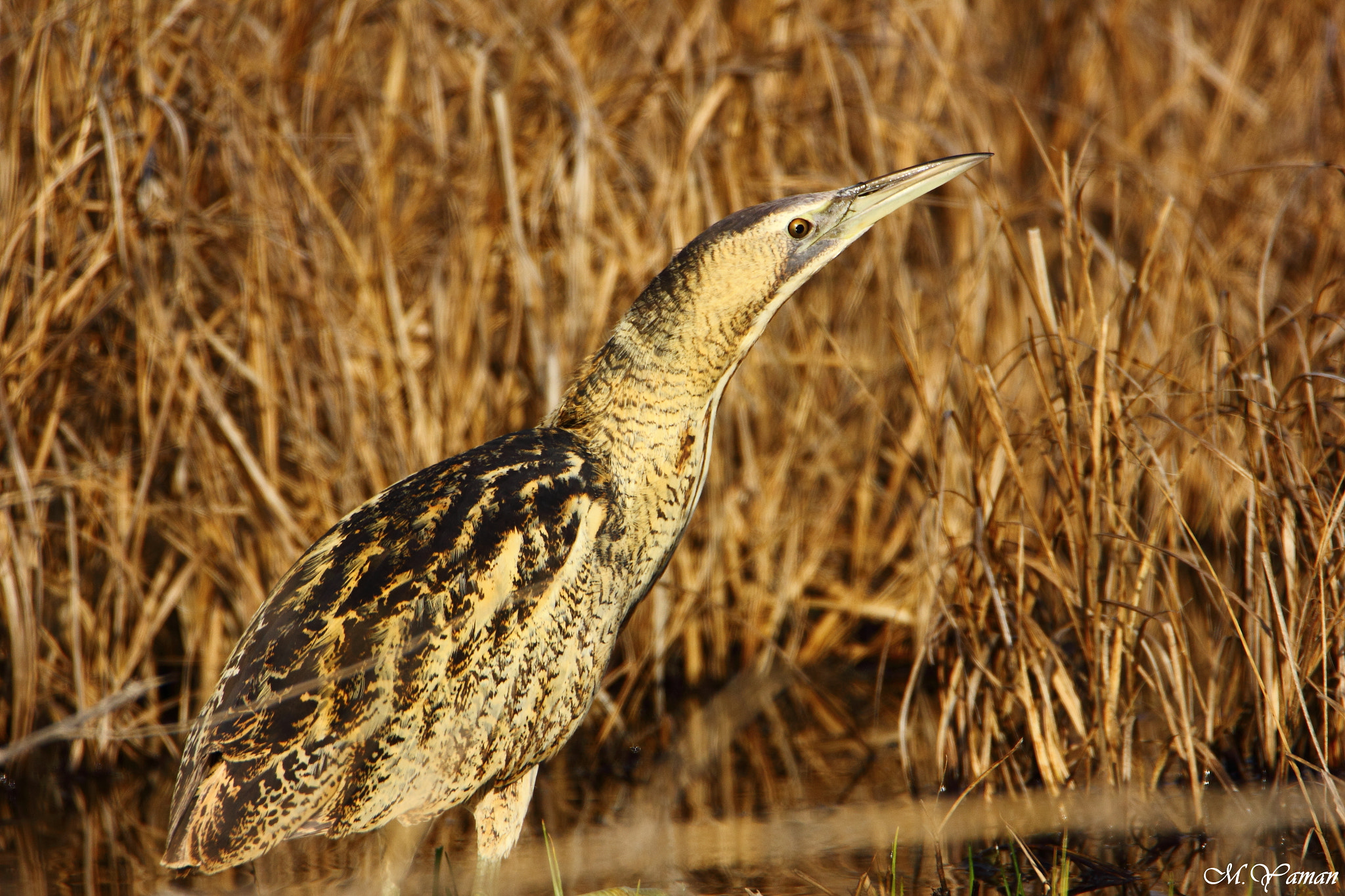 Tamron SP 150-600mm F5-6.3 Di VC USD sample photo. Eurasian bittern - balaban photography