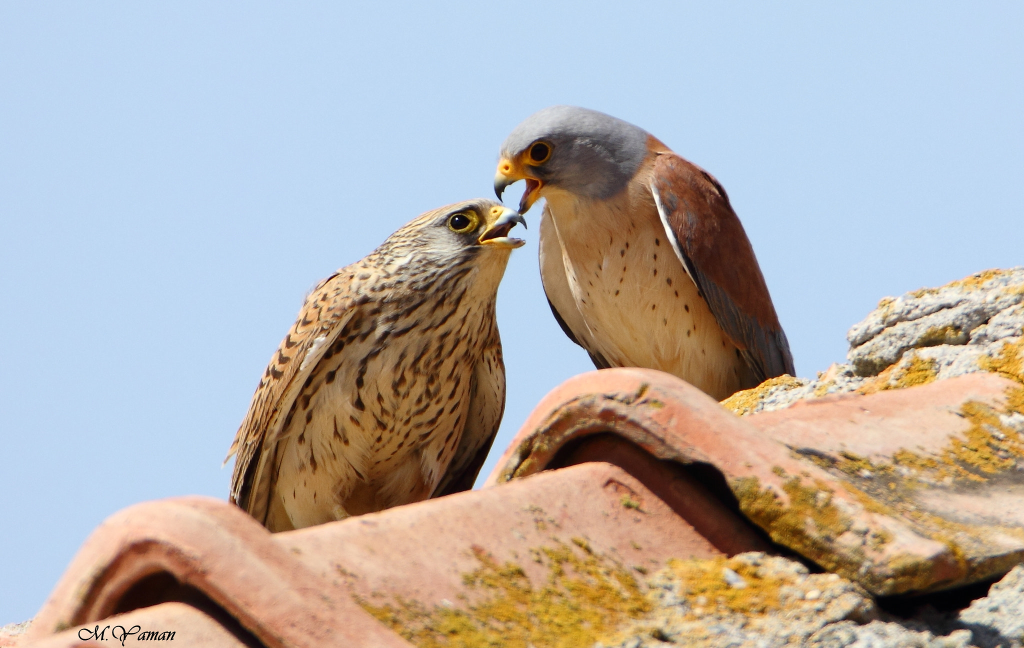 Tamron SP 150-600mm F5-6.3 Di VC USD sample photo. Küçük kerkenez - lesser kestrel photography