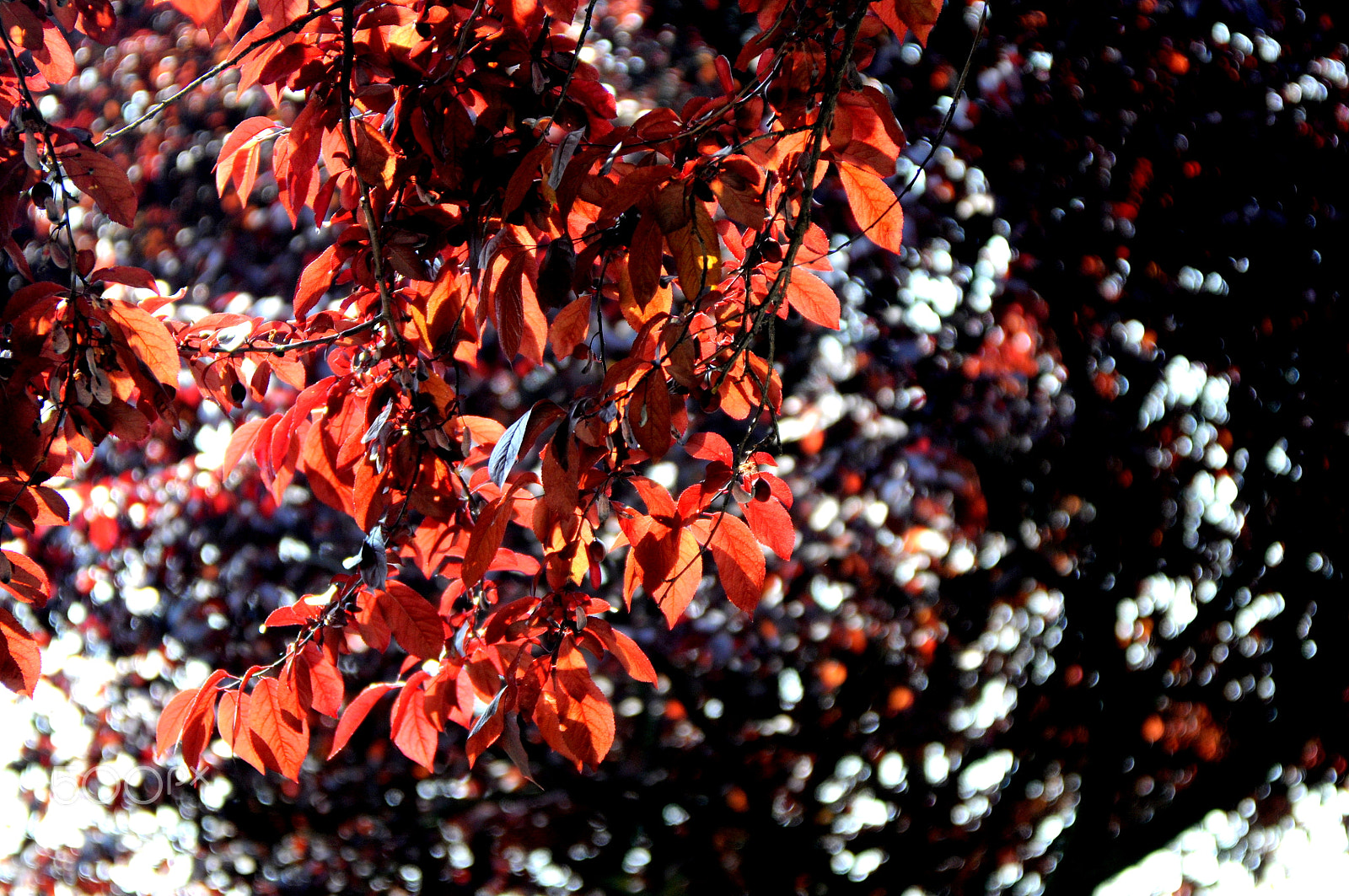 AF Zoom-Nikkor 28-85mm f/3.5-4.5 sample photo. Red photography