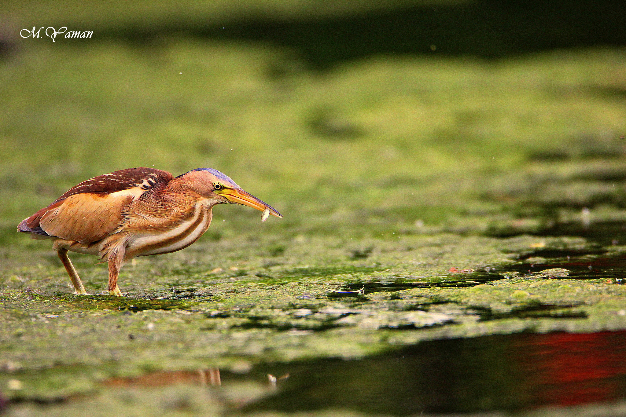 Tamron SP 150-600mm F5-6.3 Di VC USD sample photo. Küçük balaban - little bittern photography