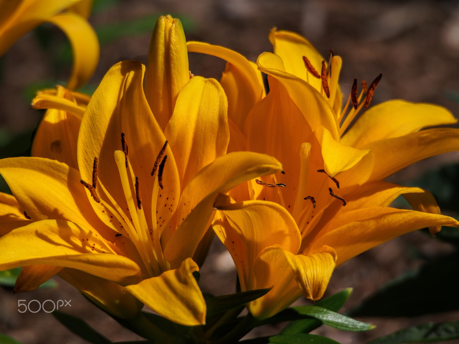 Olympus OM-D E-M5 sample photo. Mellow yellow photography