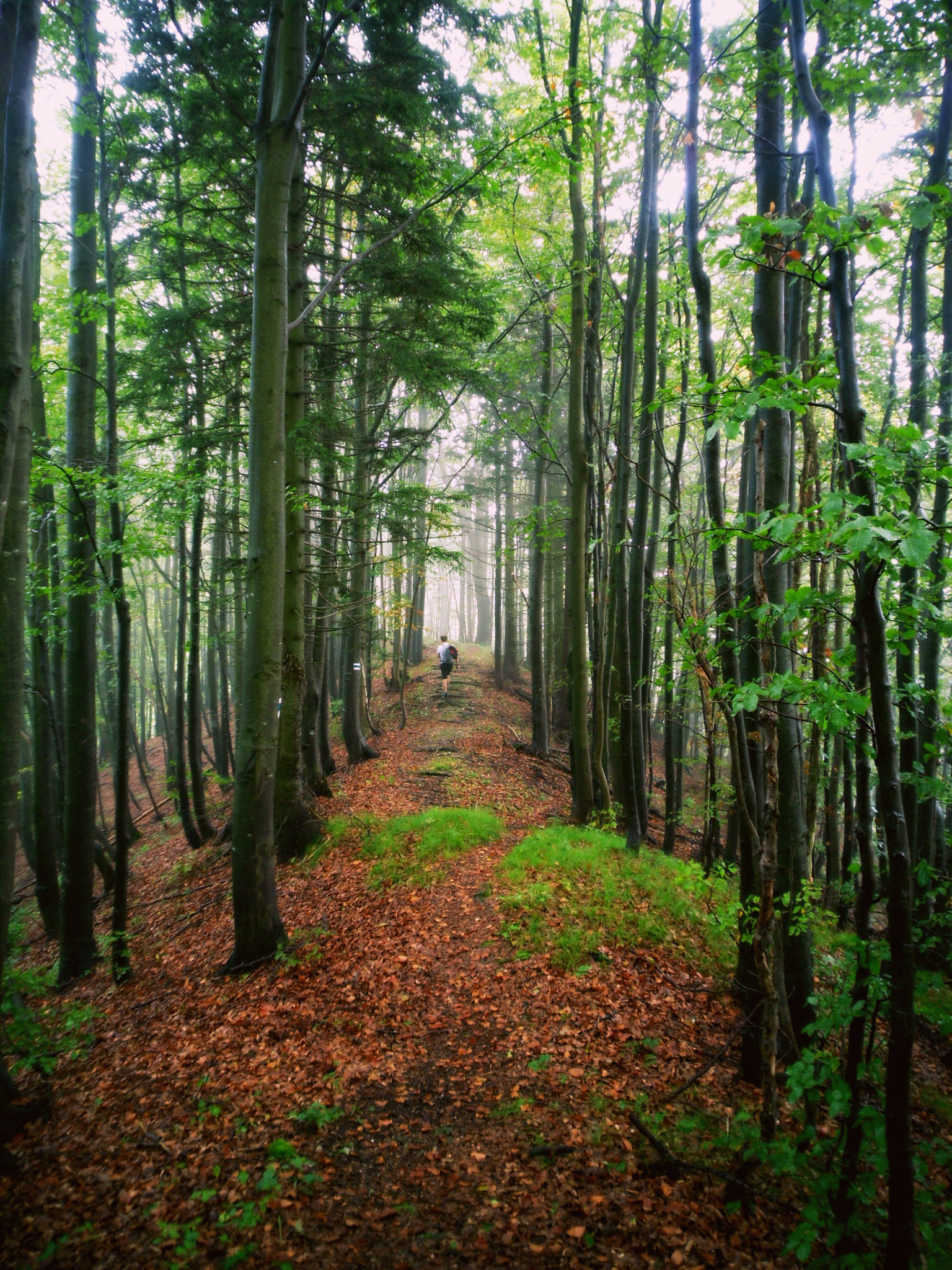 Samsung PL80/VLUU PL80/ SL630/ PL81 sample photo. Lonely hiker photography