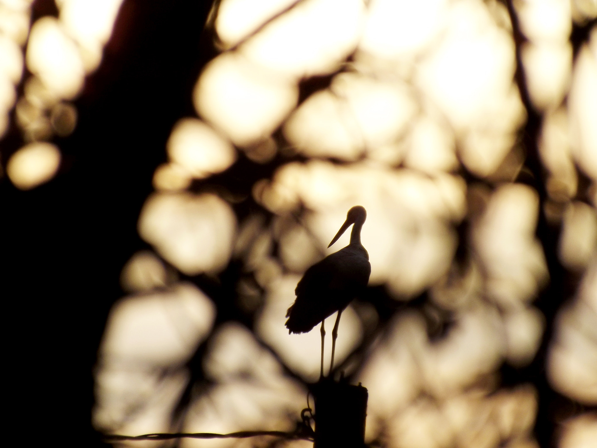 Fujifilm FinePix S4900 sample photo. White stork photography