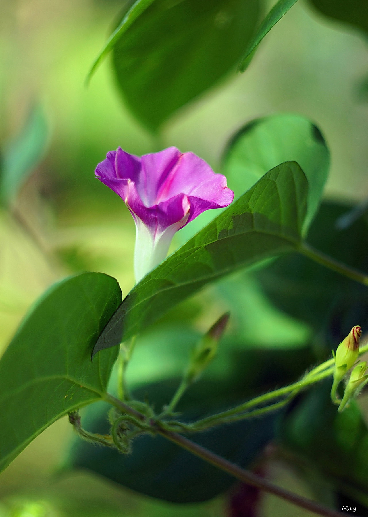 Sony SLT-A65 (SLT-A65V) + Minolta AF 50mm F1.7 sample photo. Morning-glory.. photography