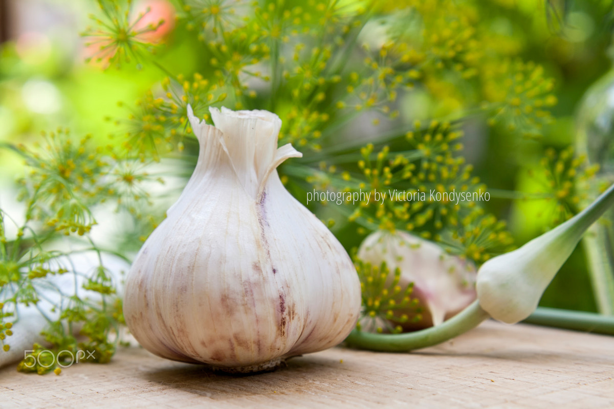 Canon EOS 1000D (EOS Digital Rebel XS / EOS Kiss F) + Canon EF-S 17-55mm F2.8 IS USM sample photo. Fresh garlic and dill on a wooden table photography