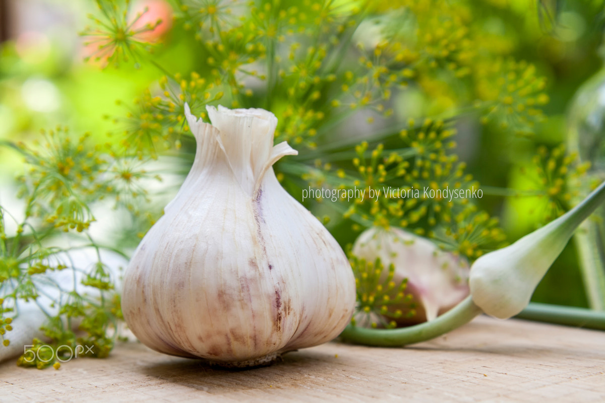 Canon EOS 1000D (EOS Digital Rebel XS / EOS Kiss F) sample photo. Fresh garlic and dill on a wooden table photography