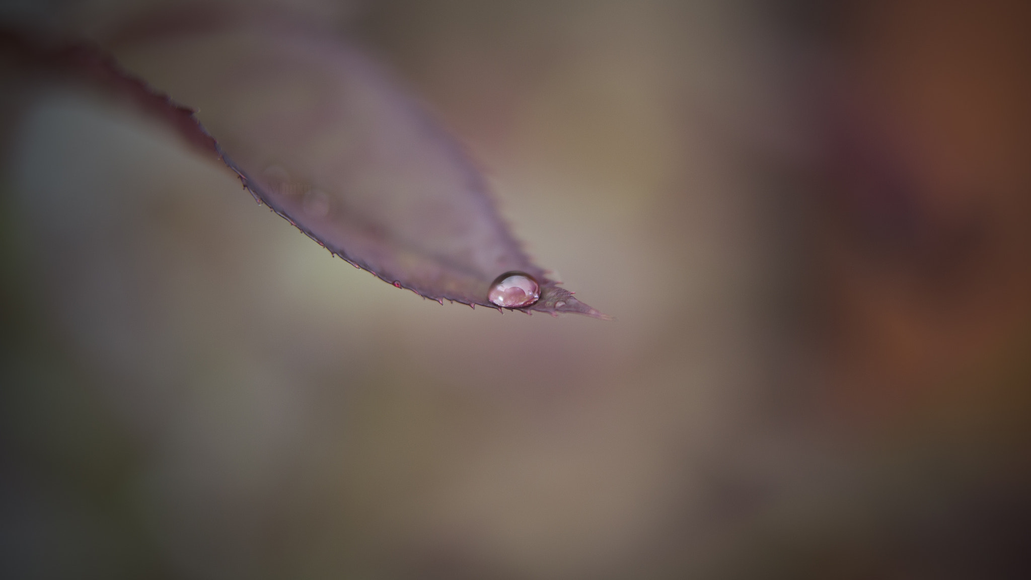Sigma 24mm f/1.8 DG Macro EX sample photo. ... photography