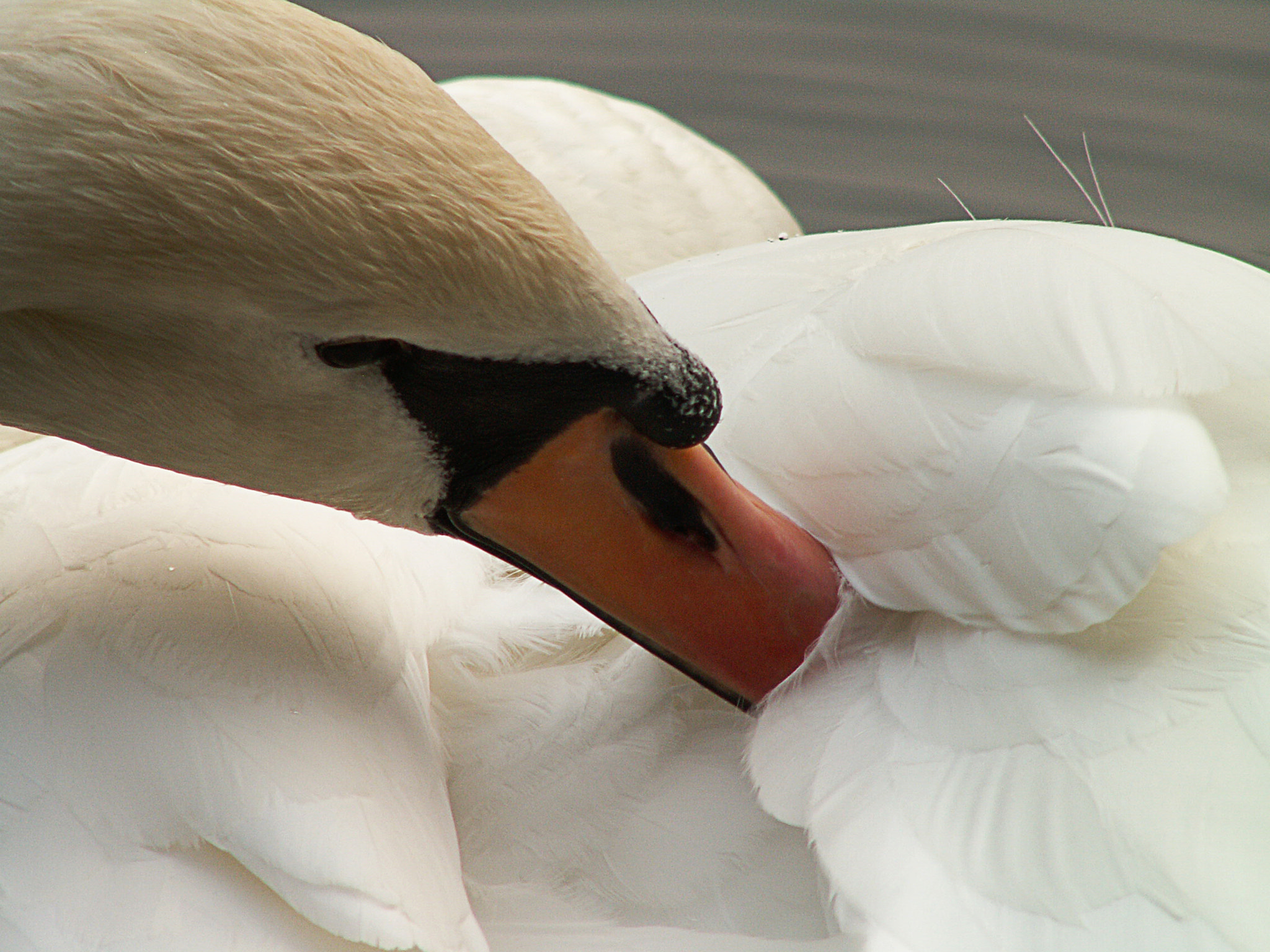 KONICA MINOLTA DiMAGE Z3 sample photo. Swan photography