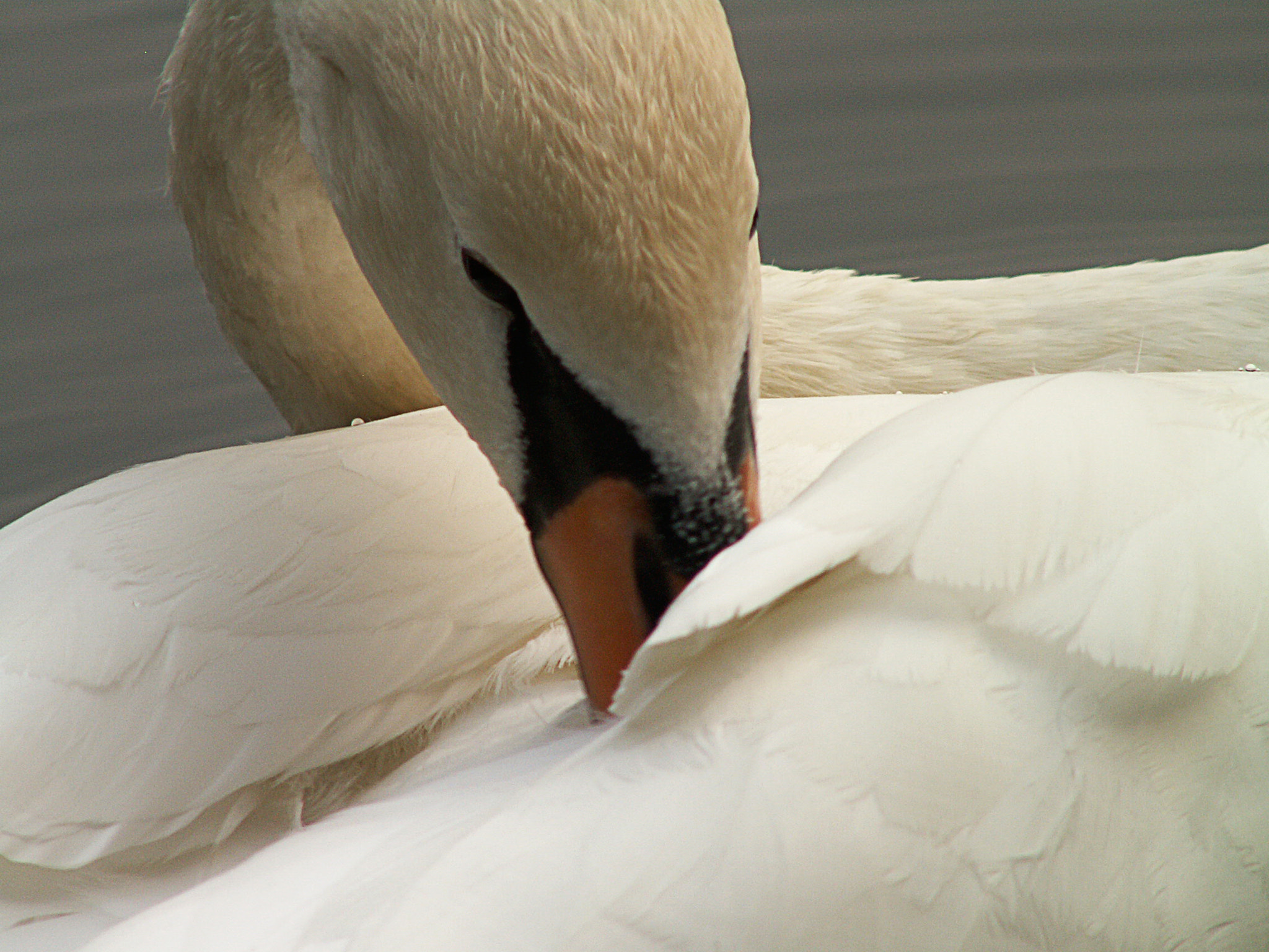 KONICA MINOLTA DiMAGE Z3 sample photo. Swan photography