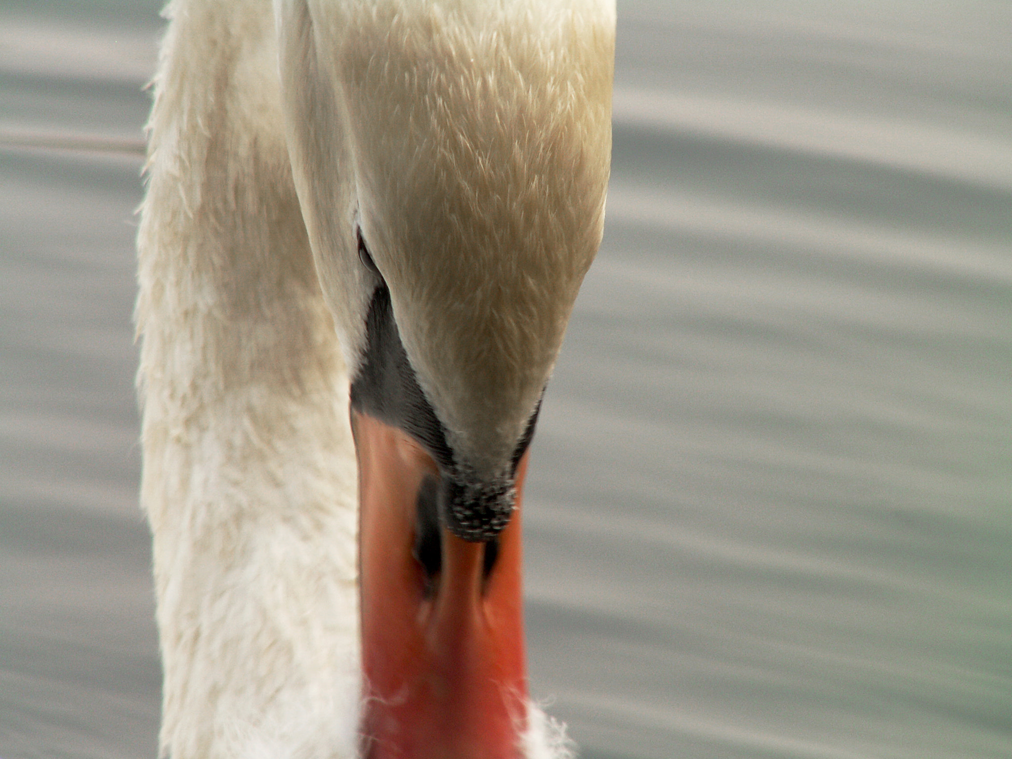 KONICA MINOLTA DiMAGE Z3 sample photo. Swan photography