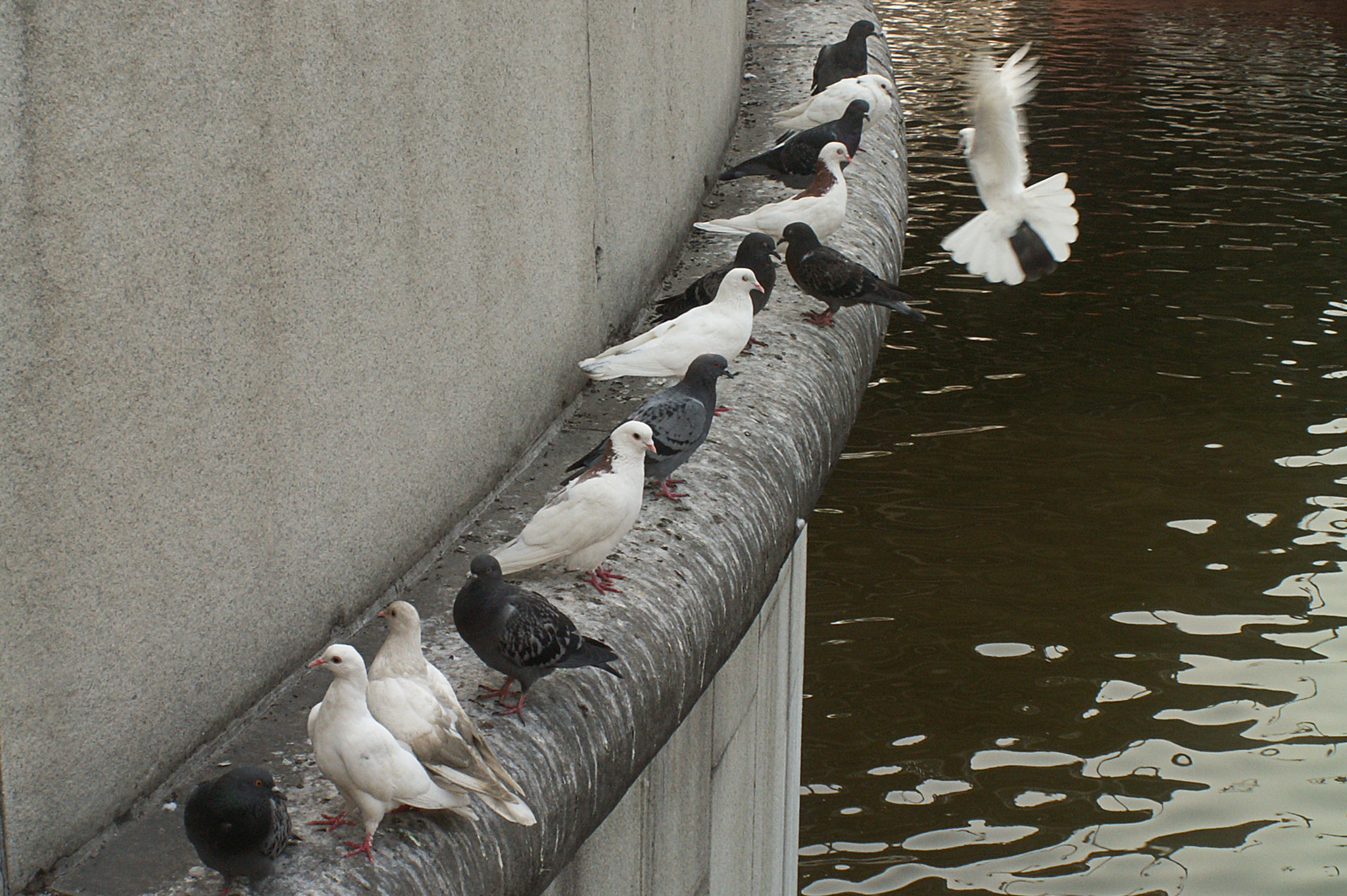 KONICA MINOLTA DiMAGE Z3 sample photo. River birds photography