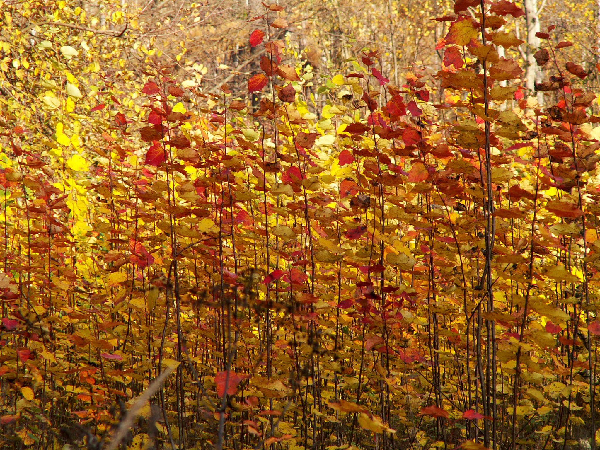 KONICA MINOLTA DiMAGE Z3 sample photo. Autumn photography