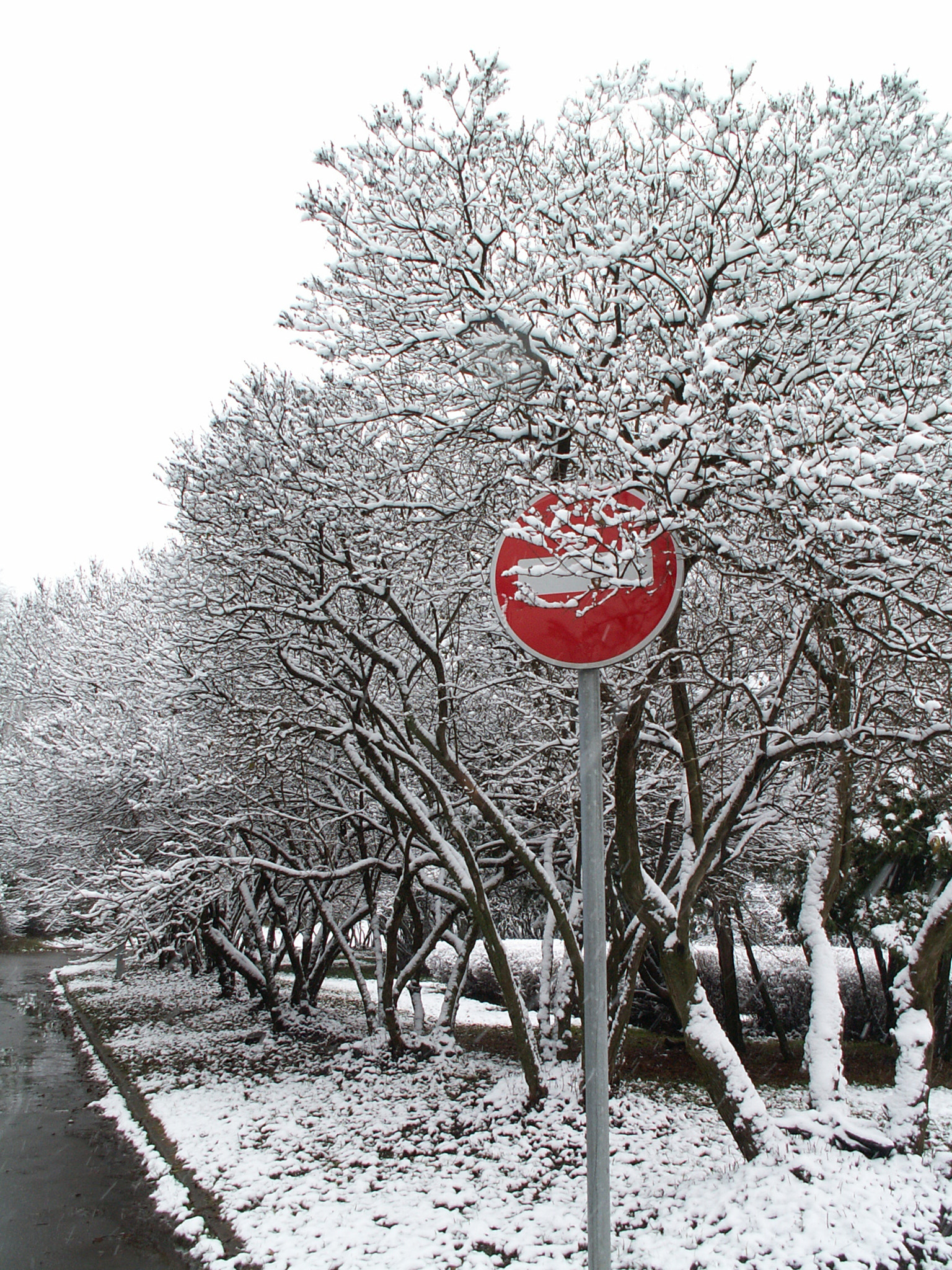 KONICA MINOLTA DiMAGE Z3 sample photo. Red on white photography