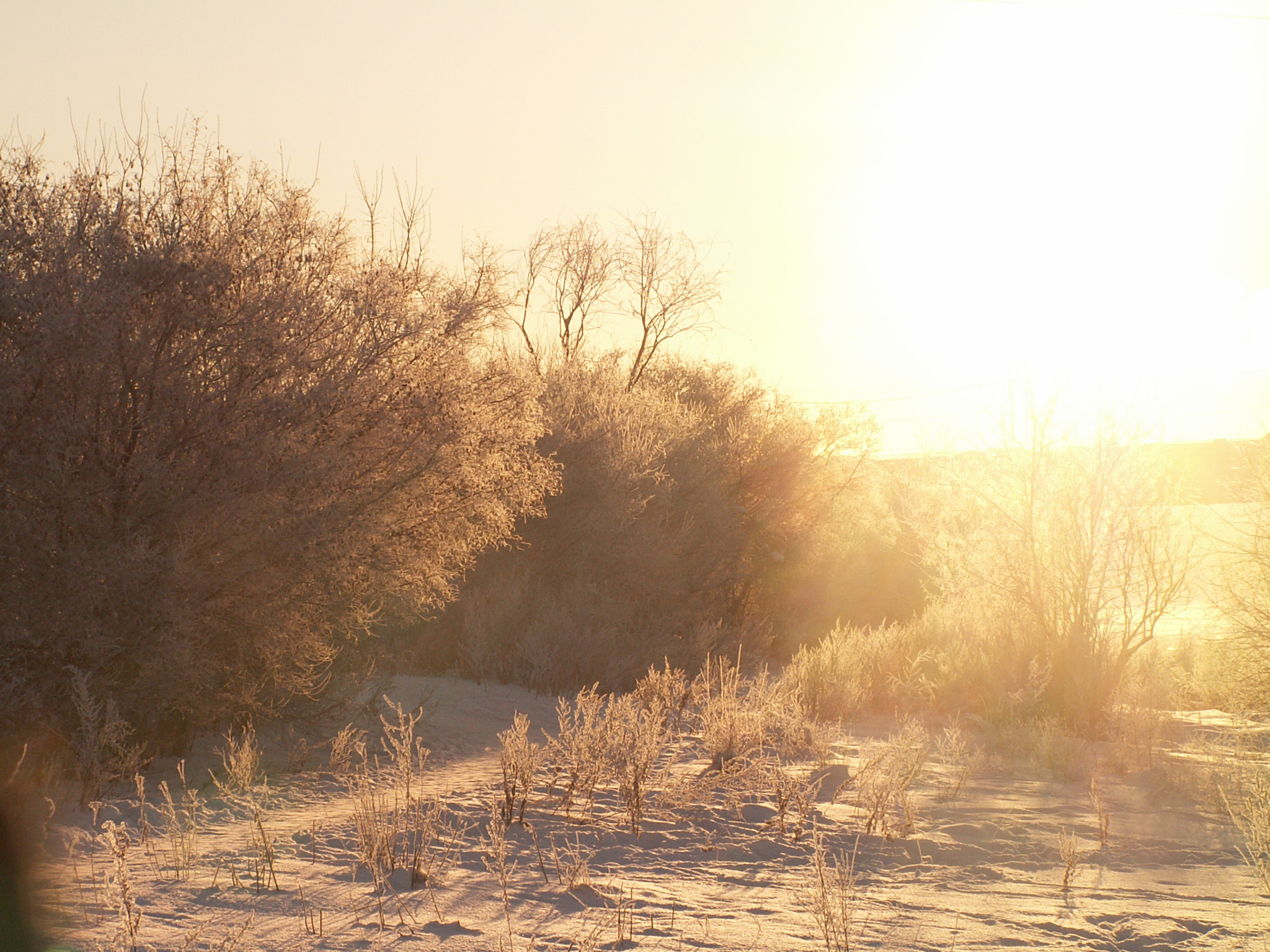 KONICA MINOLTA DiMAGE Z3 sample photo. Frost photography