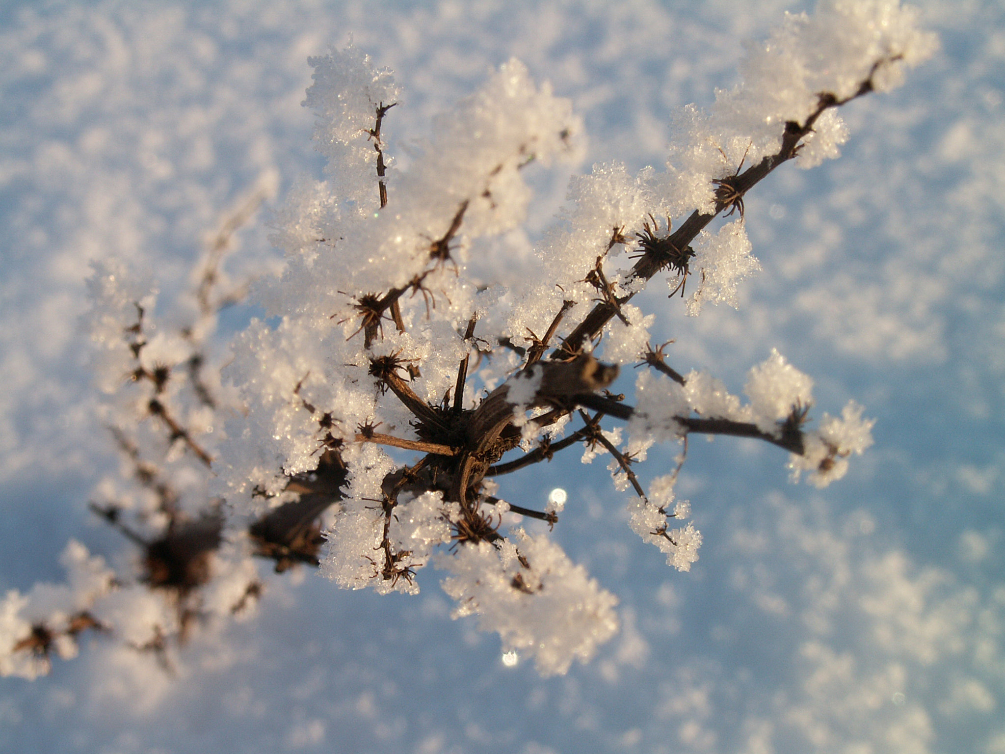KONICA MINOLTA DiMAGE Z3 sample photo. Frost photography