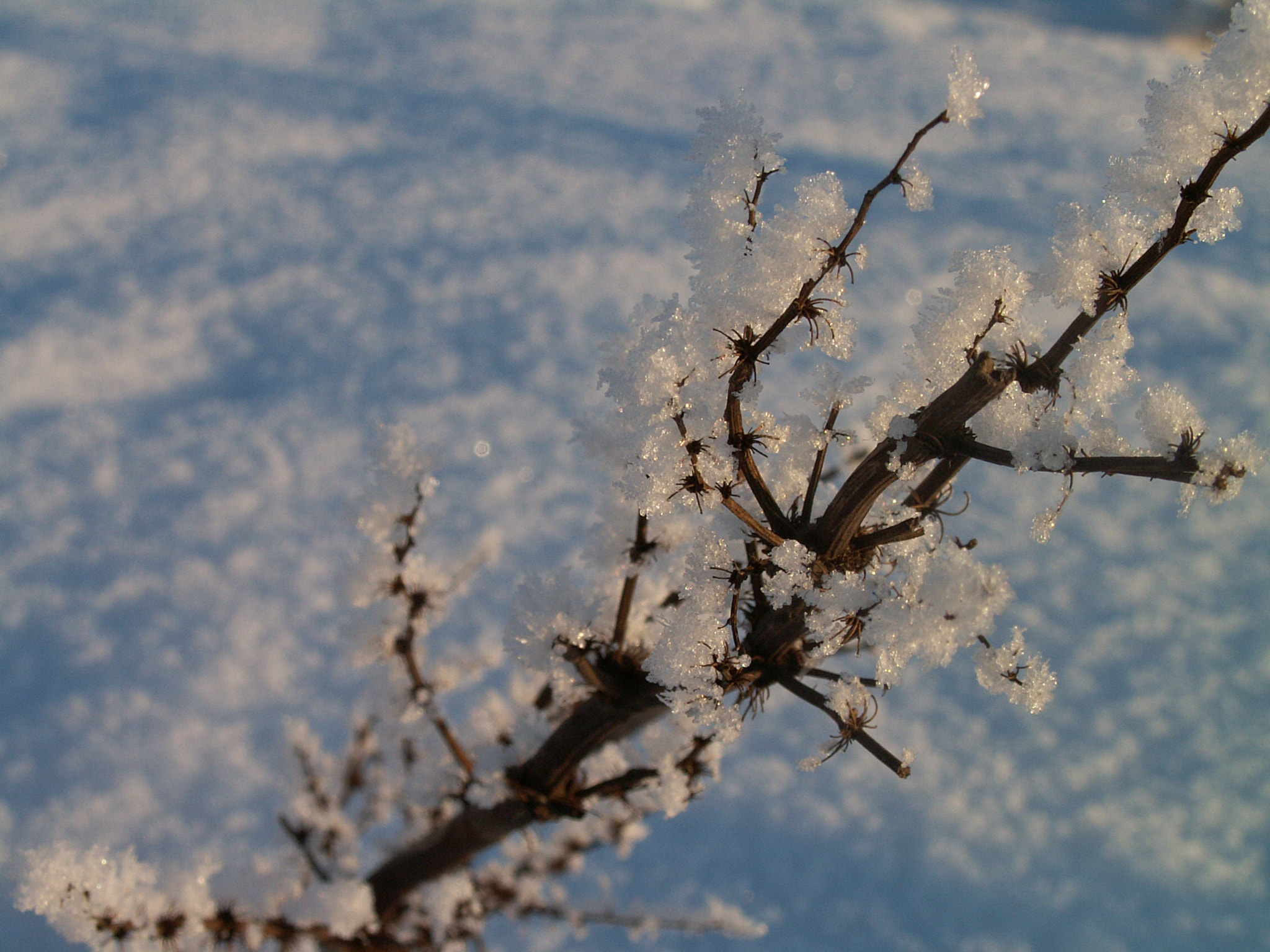 KONICA MINOLTA DiMAGE Z3 sample photo. Frost photography