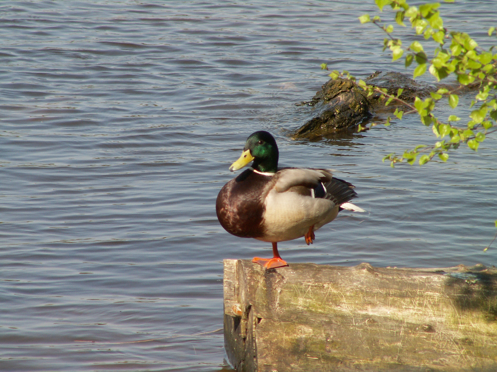 KONICA MINOLTA DiMAGE Z3 sample photo. Duck photography