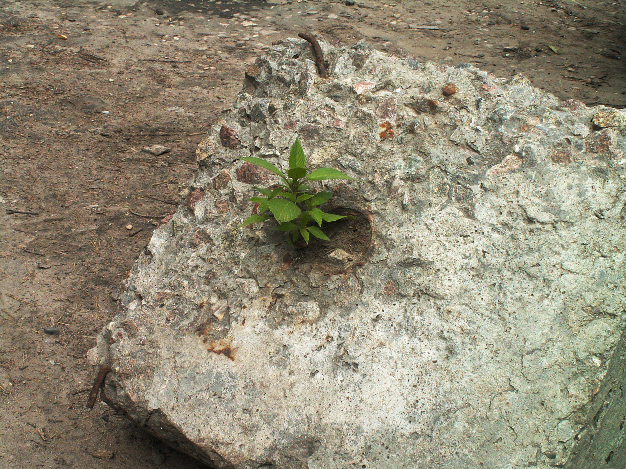 KONICA MINOLTA DiMAGE Z3 sample photo. Life is everywhere photography