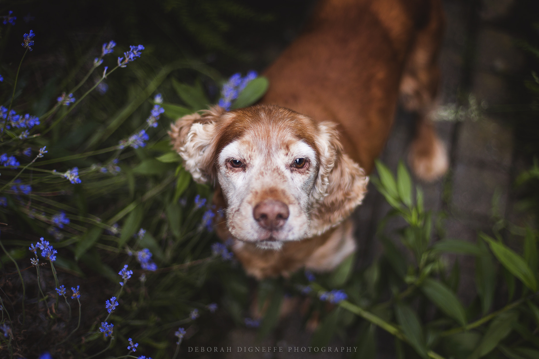 Canon EOS 6D + Canon EF 50mm F1.4 USM sample photo. Filou photography