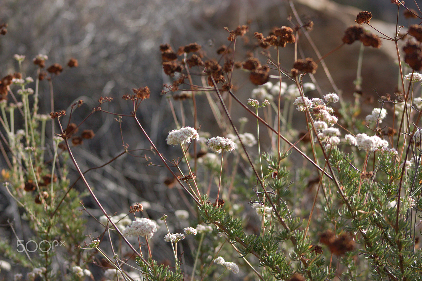 Canon EF 75-300mm f/4-5.6 USM sample photo. Hike at three sisters falls near san diego cali photography