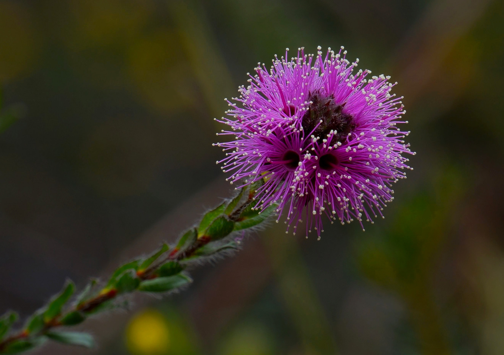 Sony E 18-200mm F3.5-6.3 OSS sample photo. Putting pink out there photography