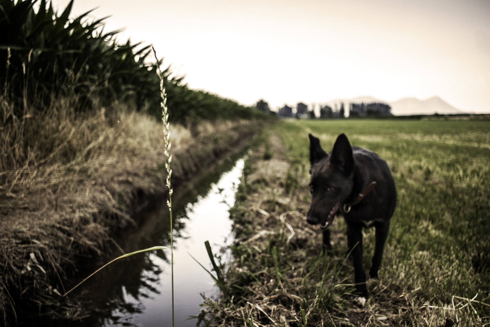 Canon EF-S 24mm F2.8 STM sample photo. Little dog big adeventure photography
