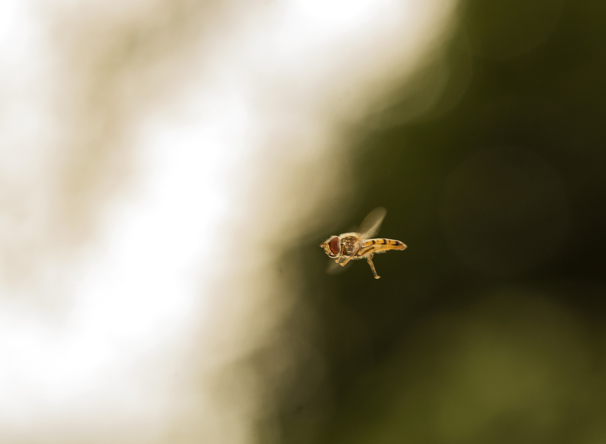 Sony SLT-A77 sample photo. Hoverfly photography