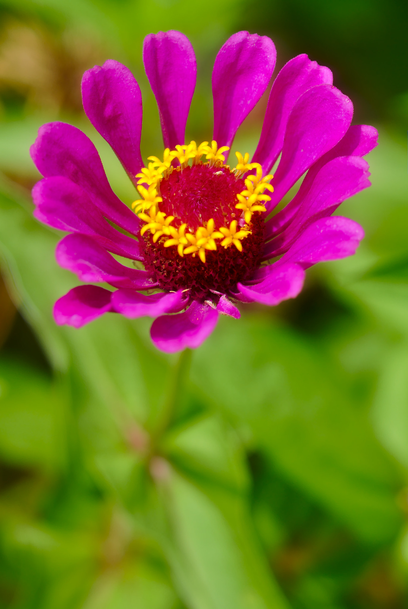 Nikon D810 + Manual Lens No CPU sample photo. Purple zinnia photography