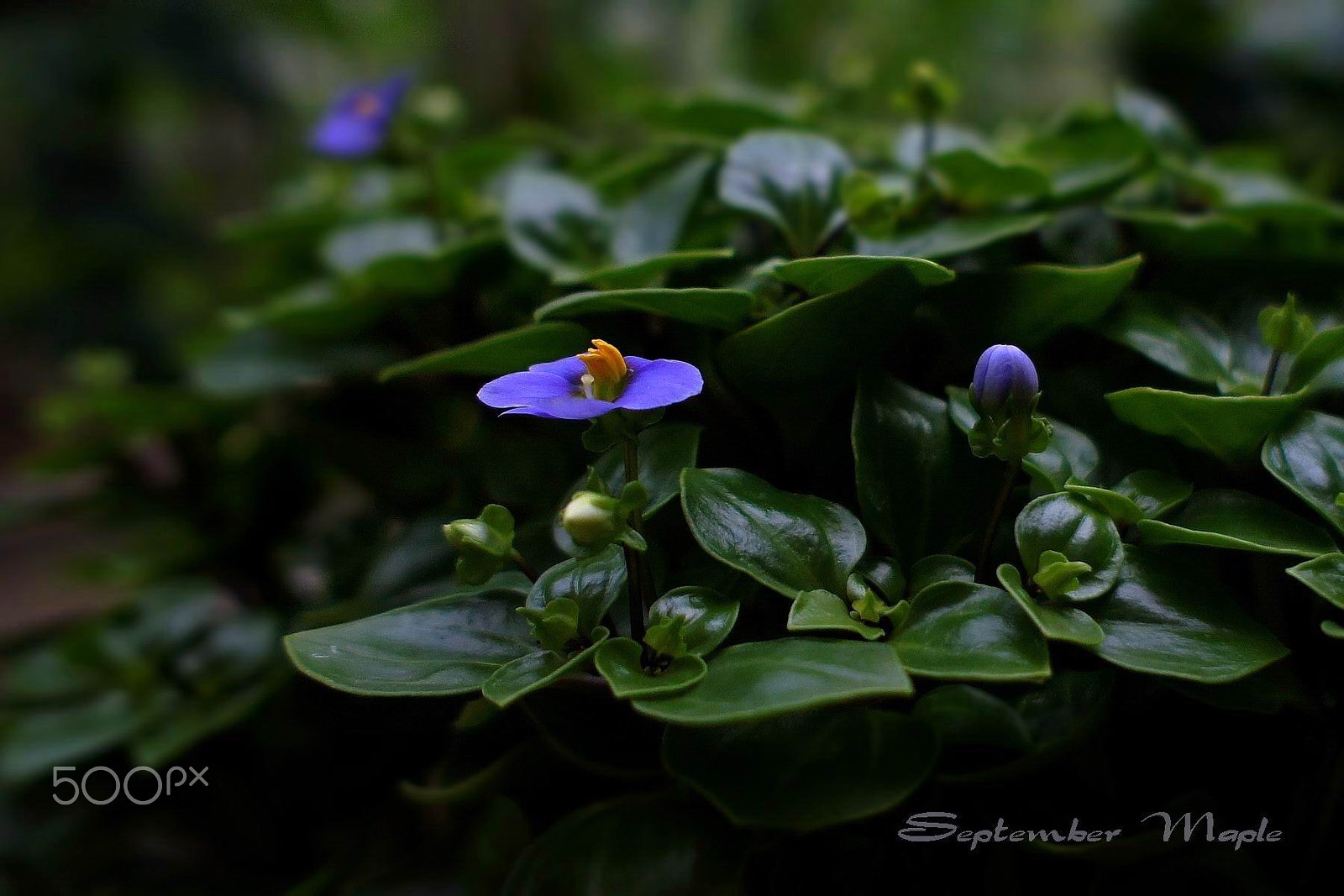 Sony NEX-5C sample photo. 小花点睛 1 photography