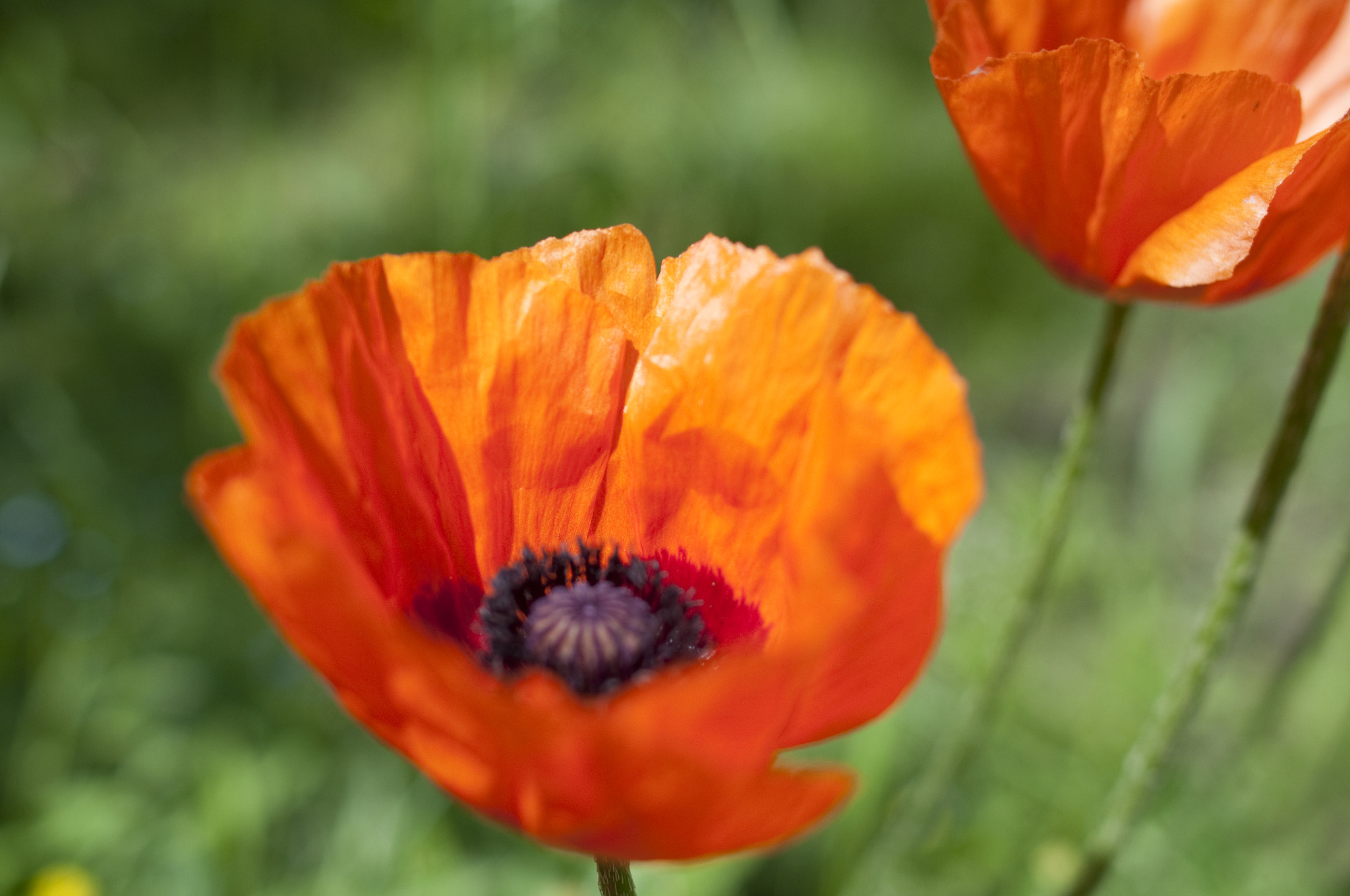 Nikon D90 + Nikon AF-S Nikkor 28mm F1.8G sample photo. Orange poppies photography