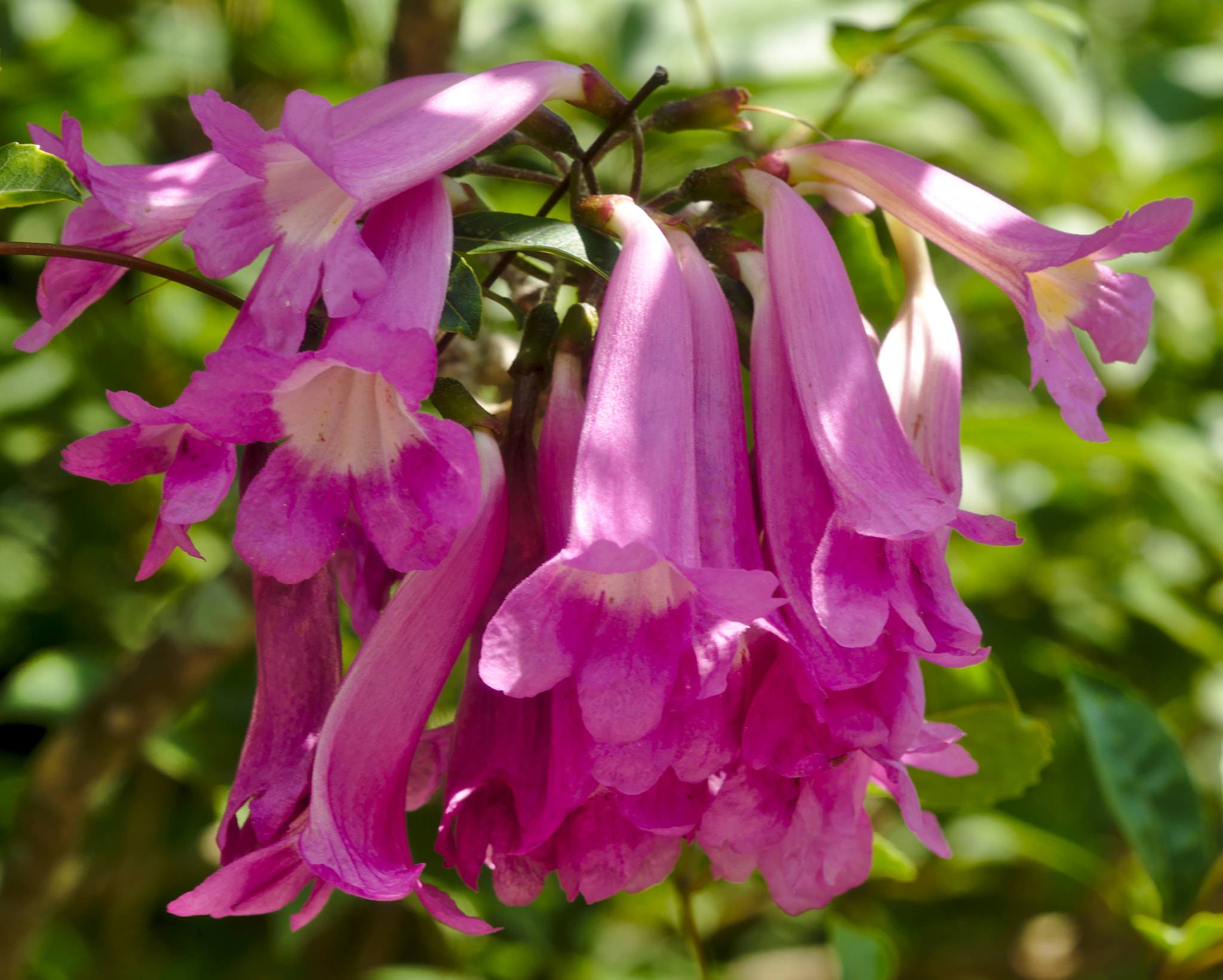 Manual Lens No CPU sample photo. Purple trumpet tree photography