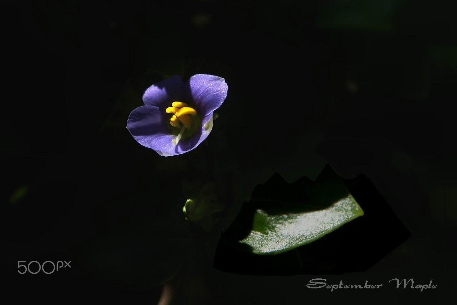 Sony NEX-5C sample photo. 小花点睛 2 photography