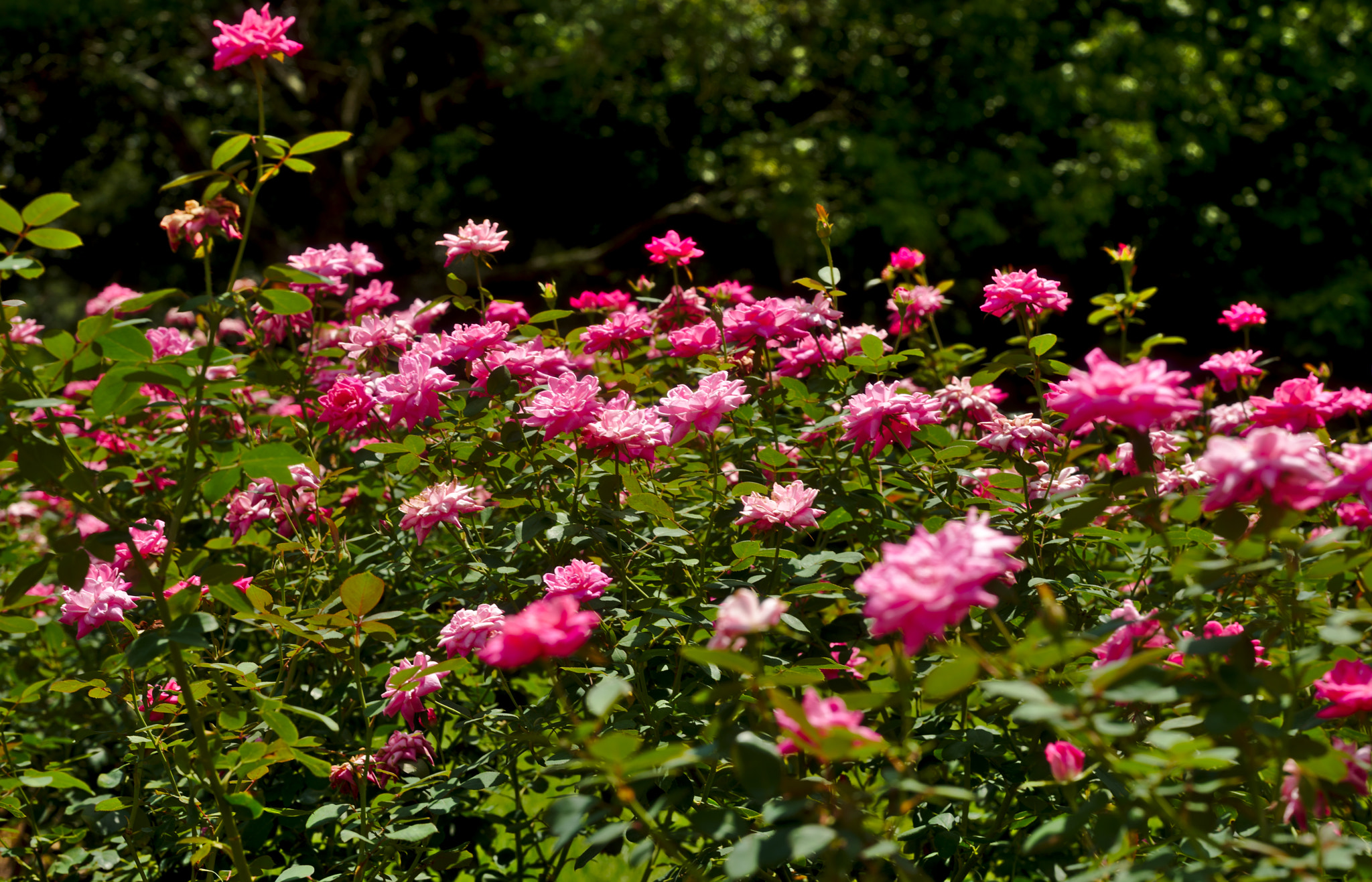 Manual Lens No CPU sample photo. "brilliant iceberg" - a hybrid rose photography