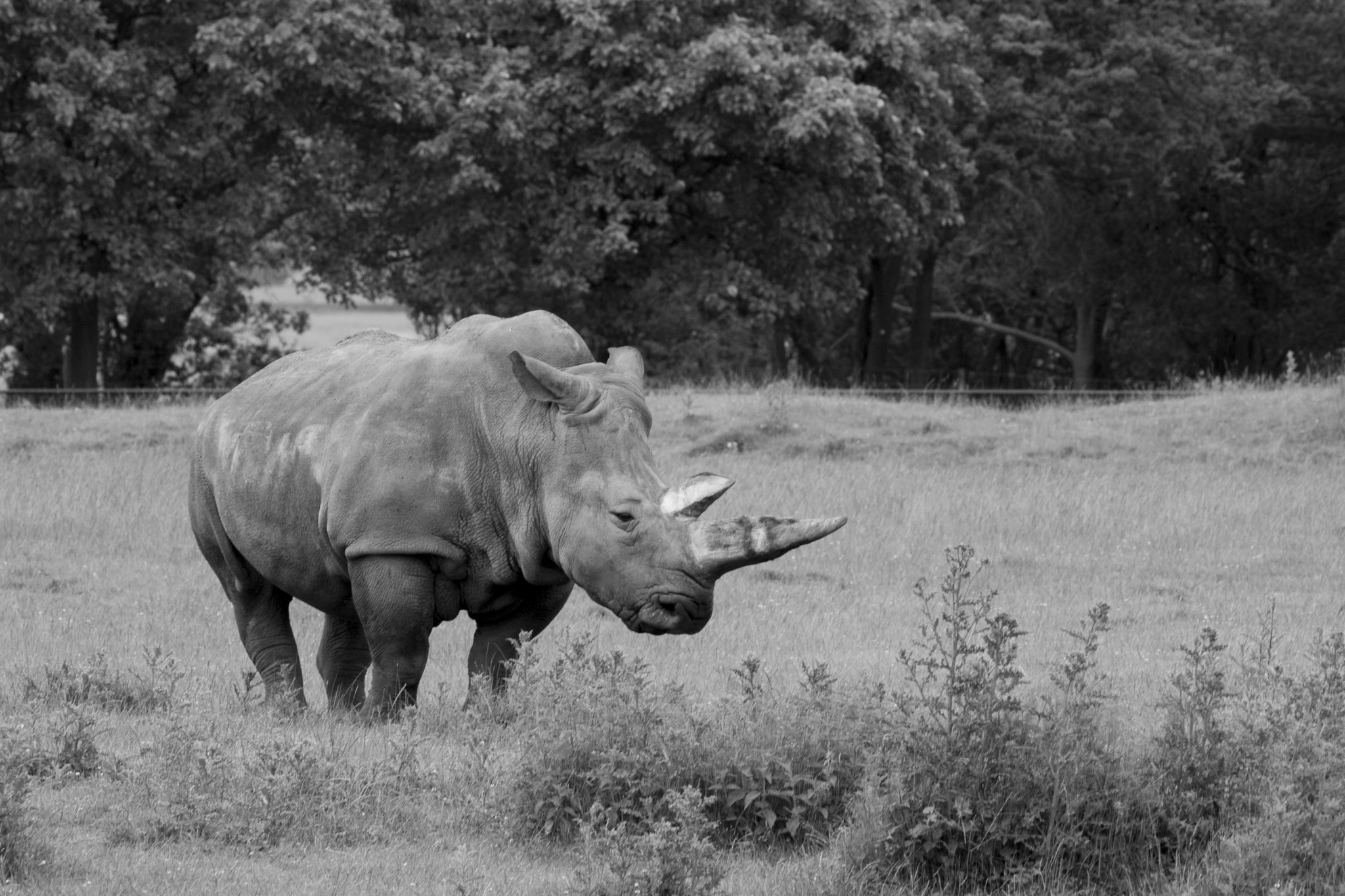 Canon EF 100-400mm F4.5-5.6L IS USM sample photo. Rhino photography