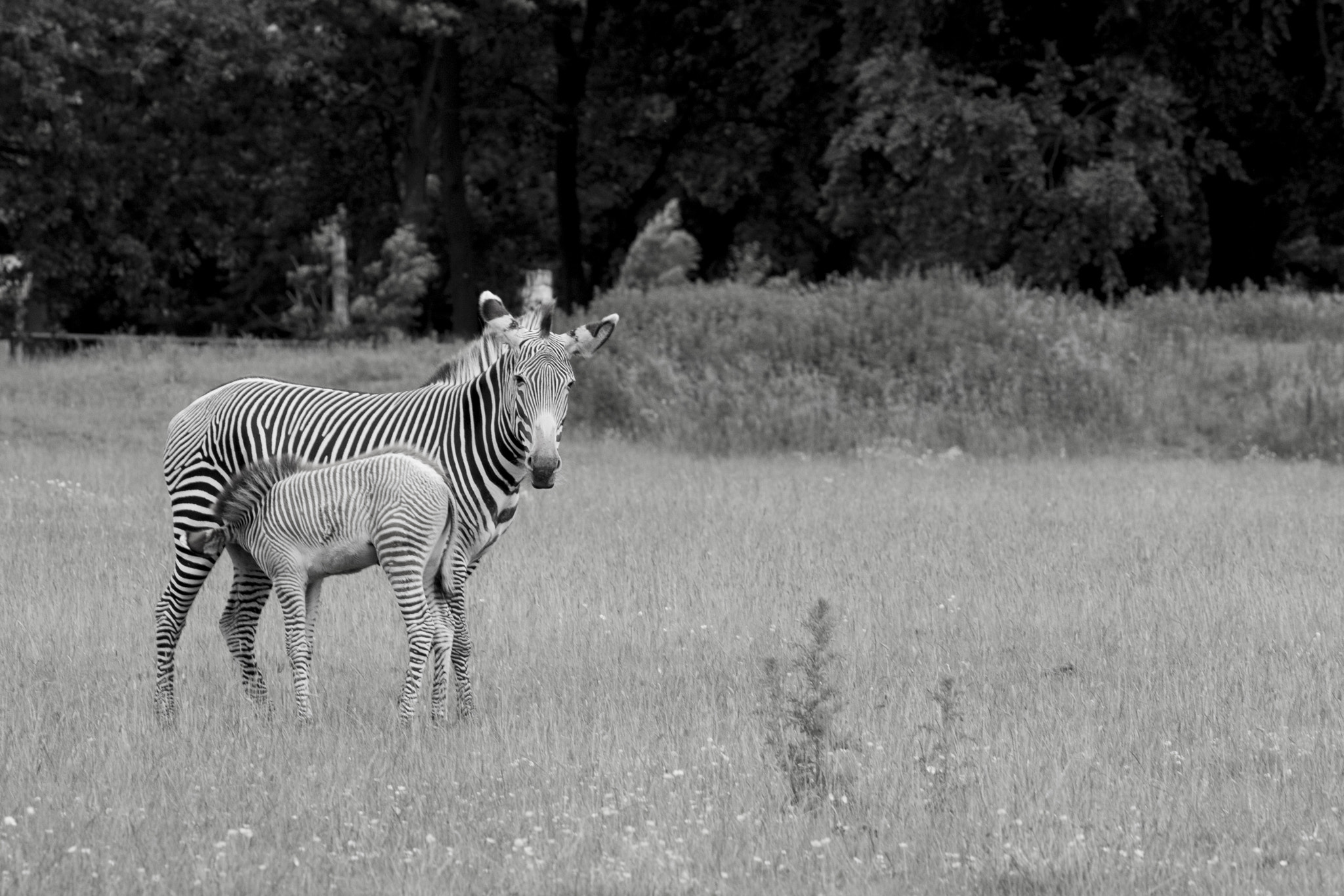 Canon EF 100-400mm F4.5-5.6L IS USM sample photo. Zebra feeding photography