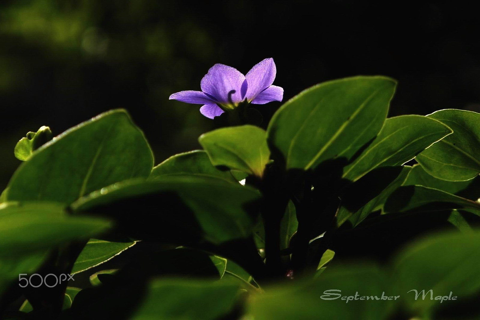 Sony NEX-5C + Sony E 18-55mm F3.5-5.6 OSS sample photo. 小花点睛 3 photography