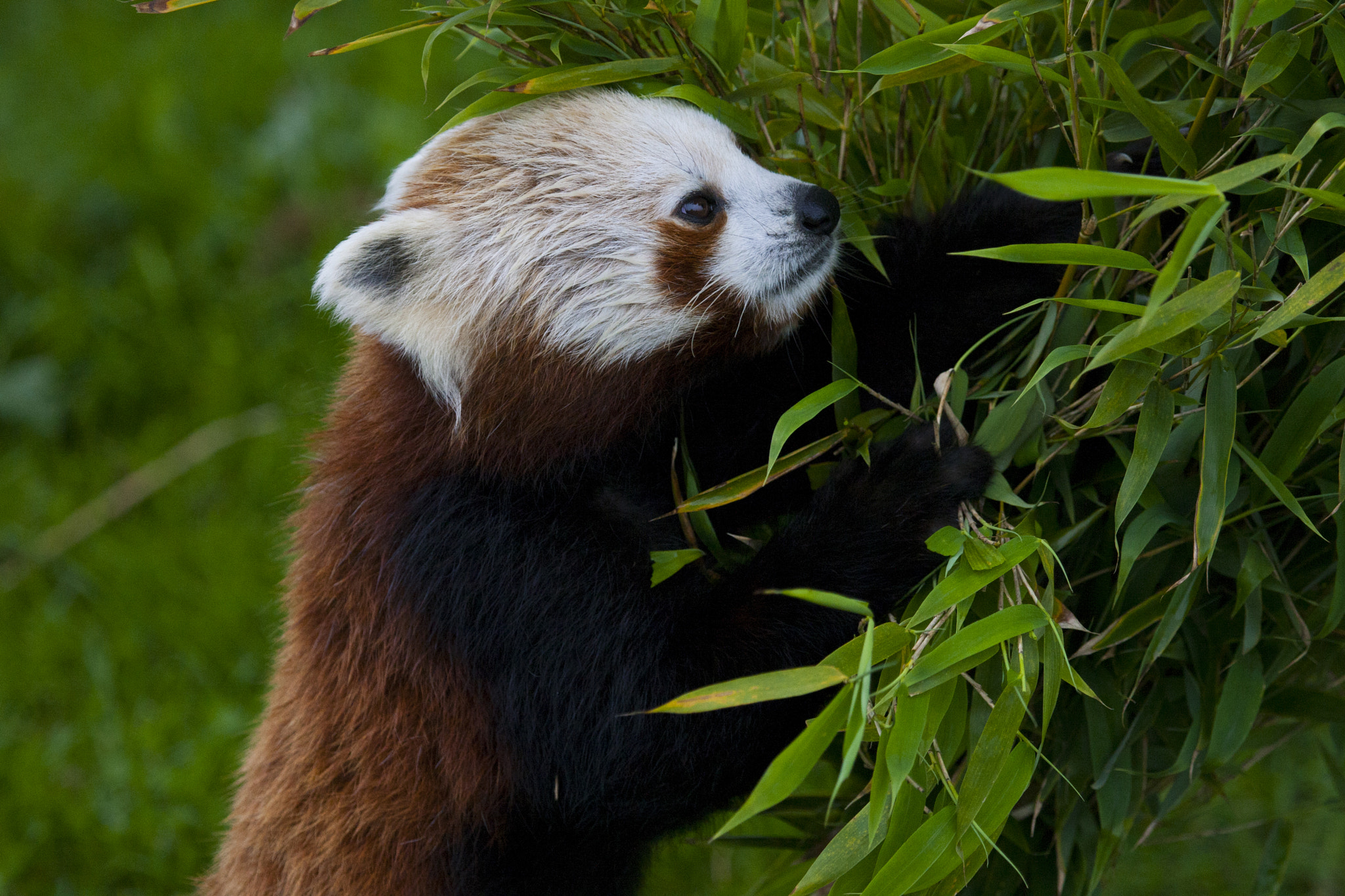 Canon EF 100-400mm F4.5-5.6L IS USM sample photo. Red panda feeding photography
