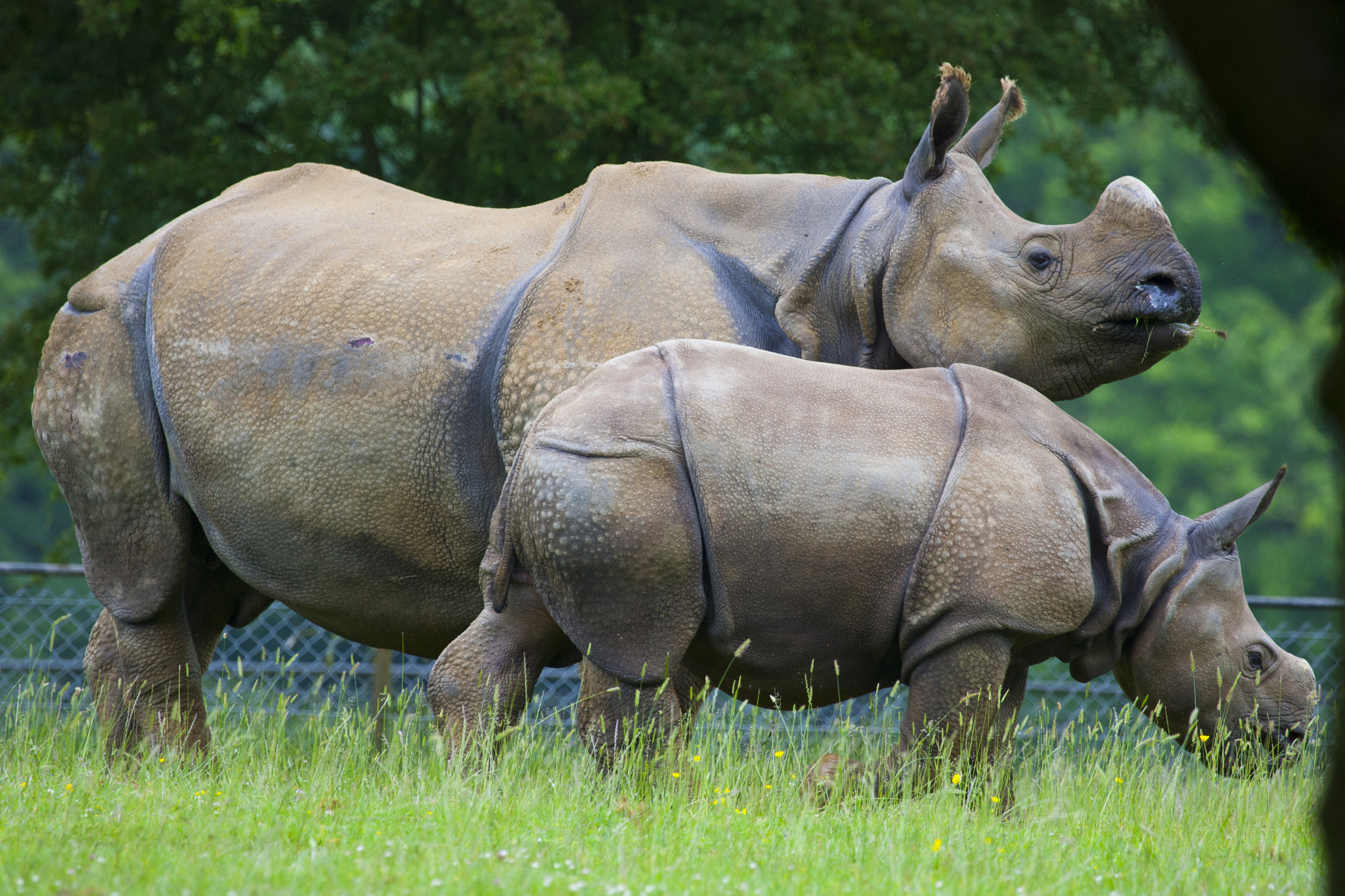Canon EF 100-400mm F4.5-5.6L IS USM sample photo. Rhino photography