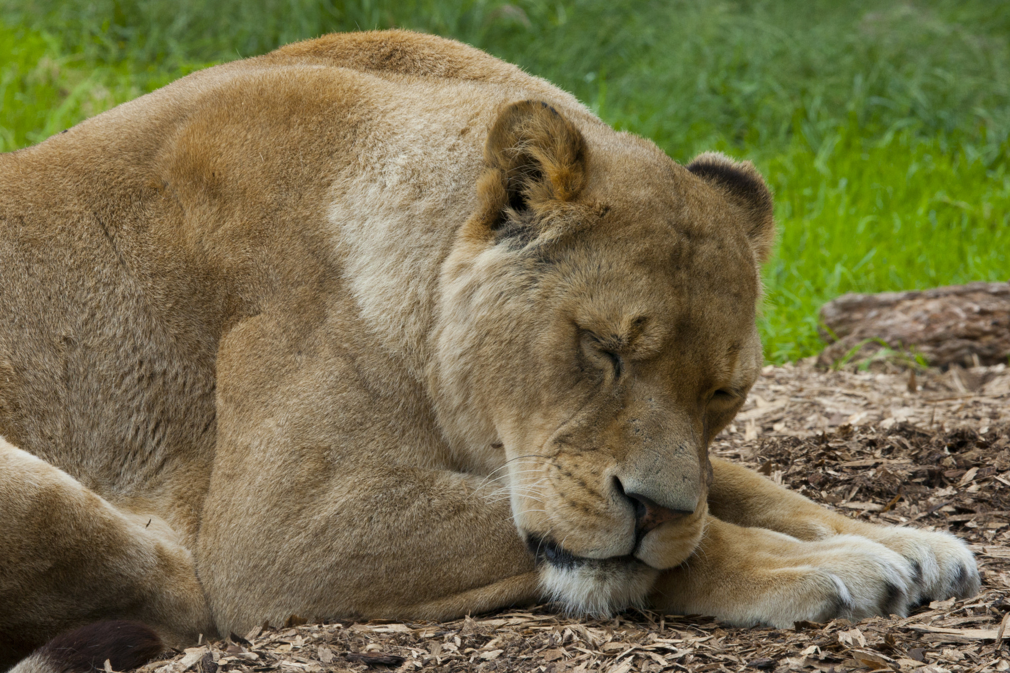 Canon EF 100-400mm F4.5-5.6L IS USM sample photo. Lioness snooze photography