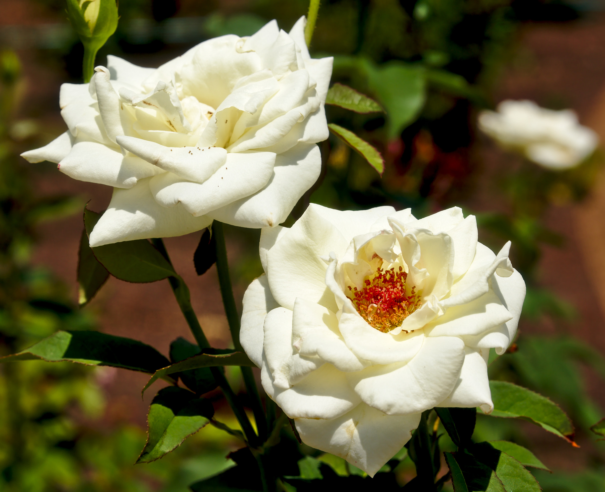 Manual Lens No CPU sample photo. "ronald reagan" - a hybrid tea rose photography