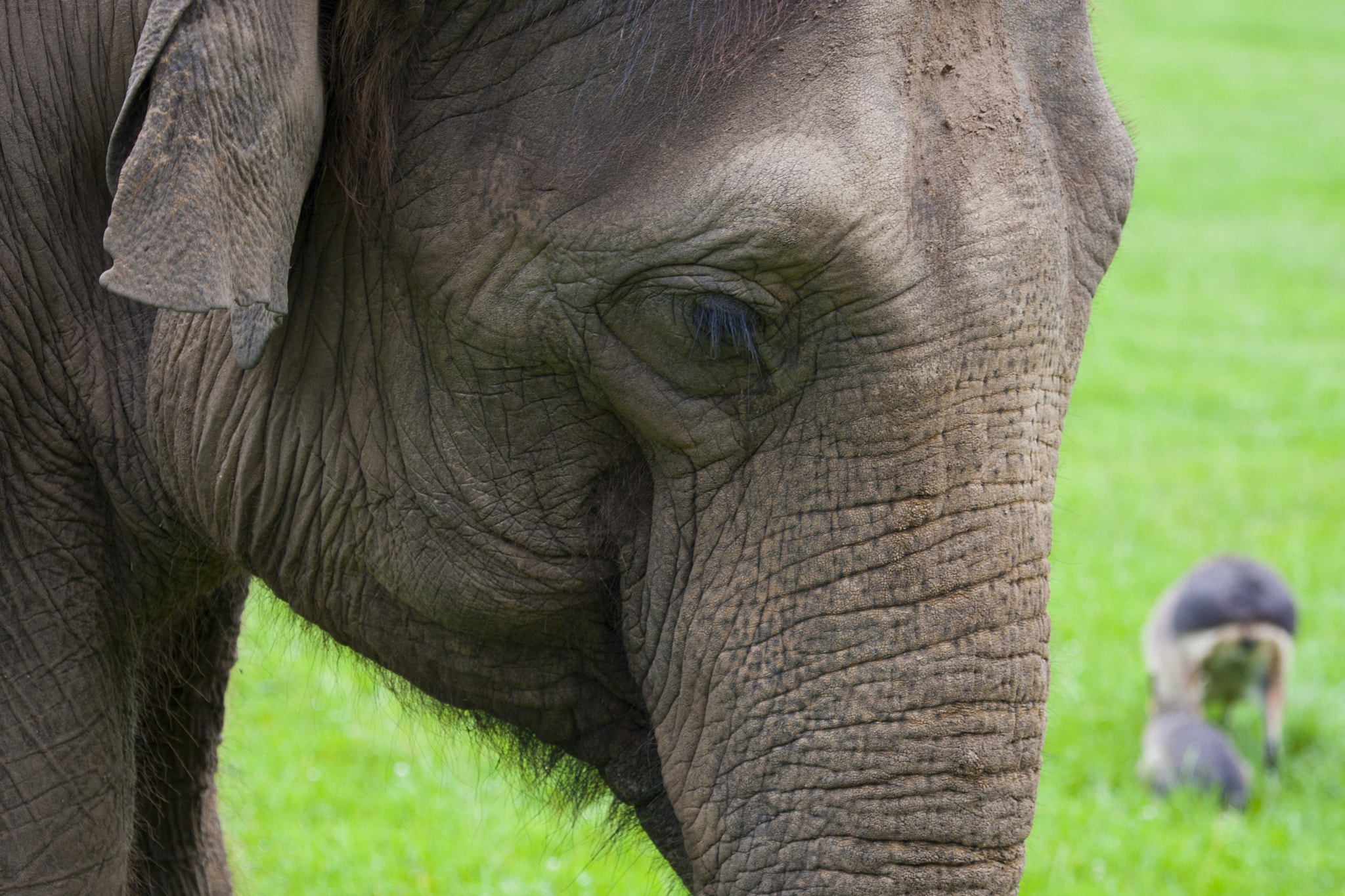 Canon EF 100-400mm F4.5-5.6L IS USM sample photo. Elephant eye photography