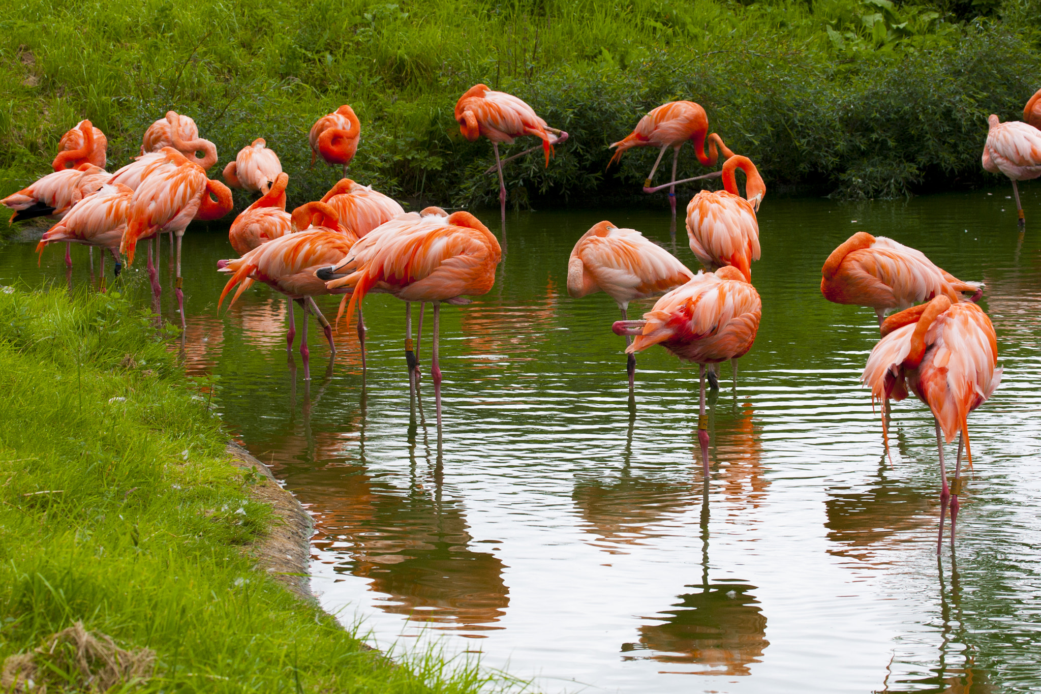 Canon EF 100-400mm F4.5-5.6L IS USM sample photo. Flaming flamingo photography