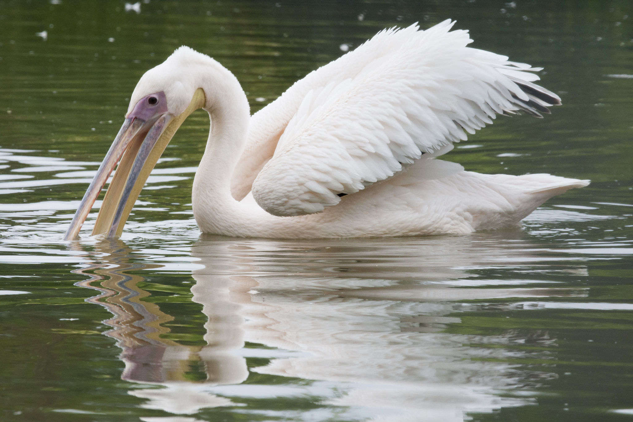 Canon EF 100-400mm F4.5-5.6L IS USM sample photo. Pelican photography