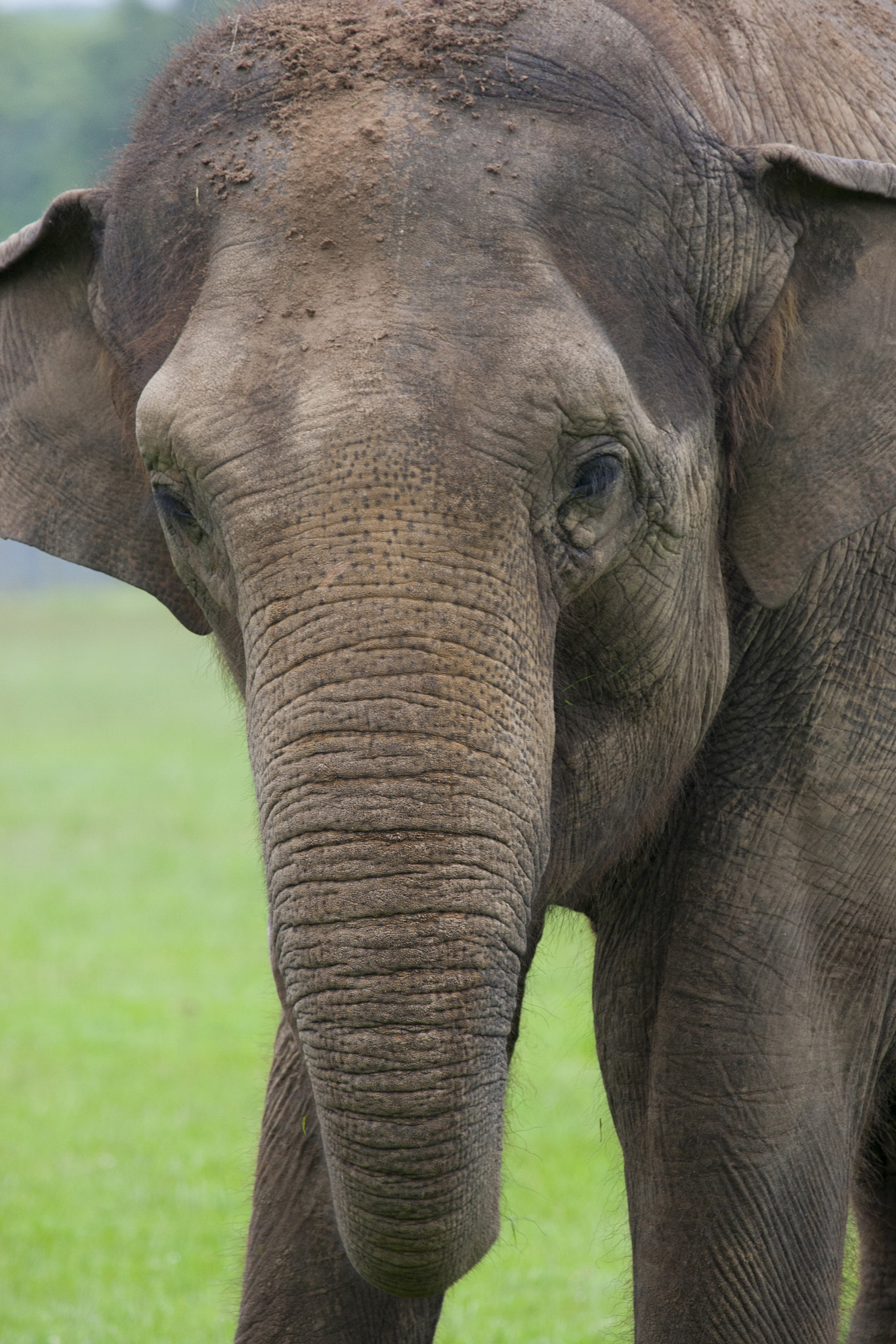 Canon EF 100-400mm F4.5-5.6L IS USM sample photo. Nelly the elephant photography